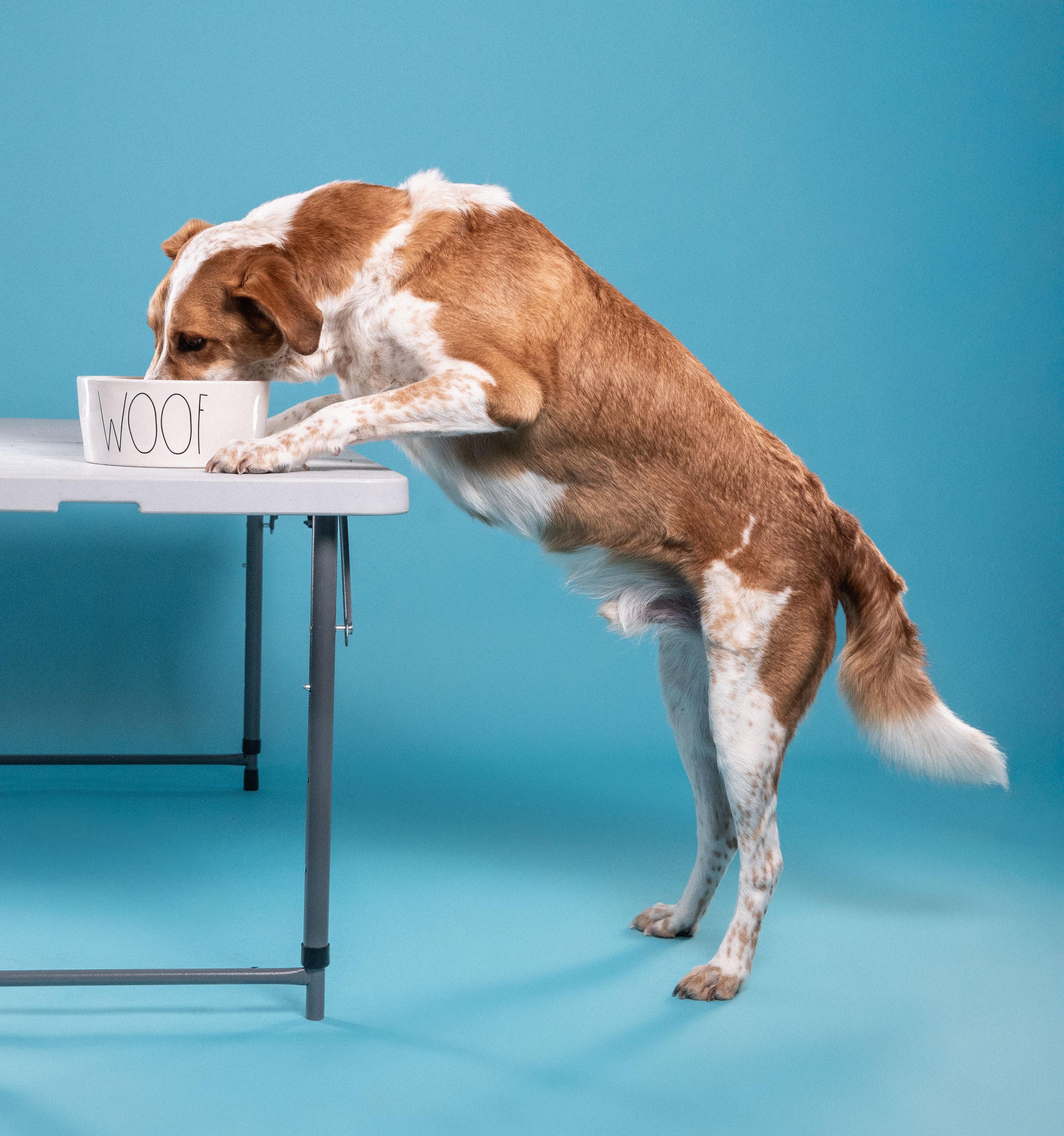 Enlarge Dexter, a Adoptable mixed breed in Mississauga, ON image 2/5