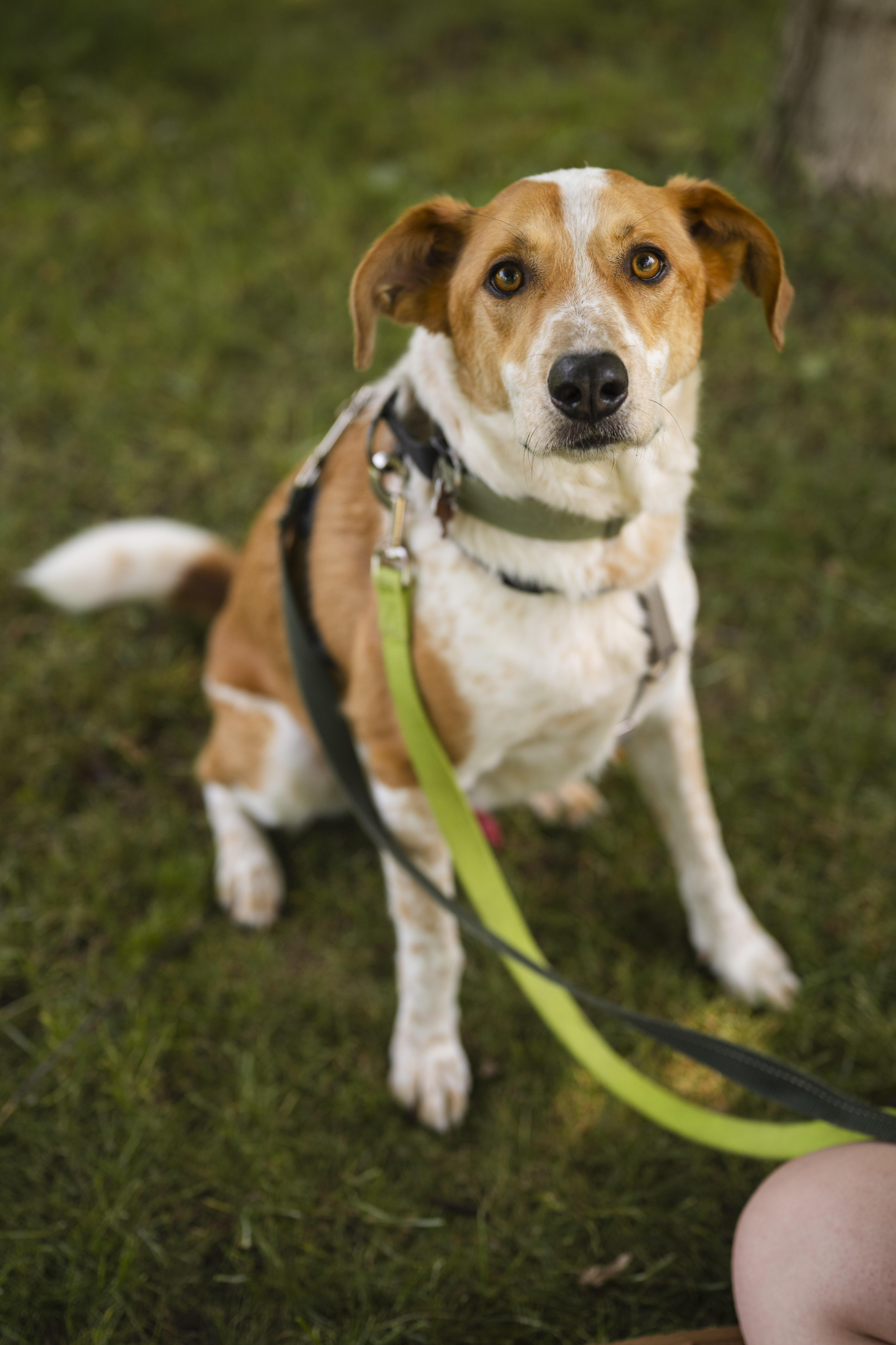Enlarge Dexter, a Adoptable mixed breed in Mississauga, ON image 1/5