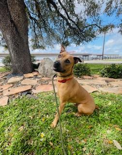 Enlarge Sal, a ADOPTABLE Mixed Breed in Corpus Christi, TX image 3/3