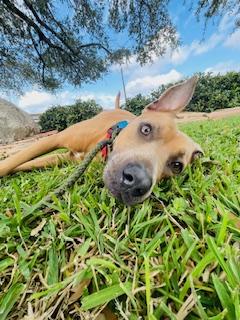 Enlarge Sal, a ADOPTABLE Mixed Breed in Corpus Christi, TX image 2/3