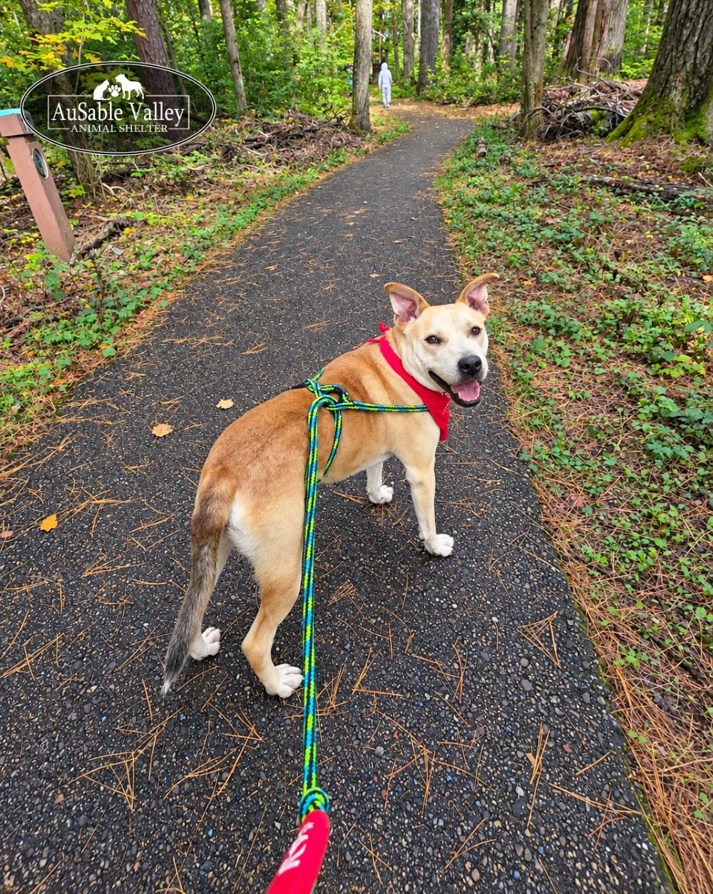 Enlarge Caramel, a Adoptable Mixed Breed in Grayling, MI image 2/6