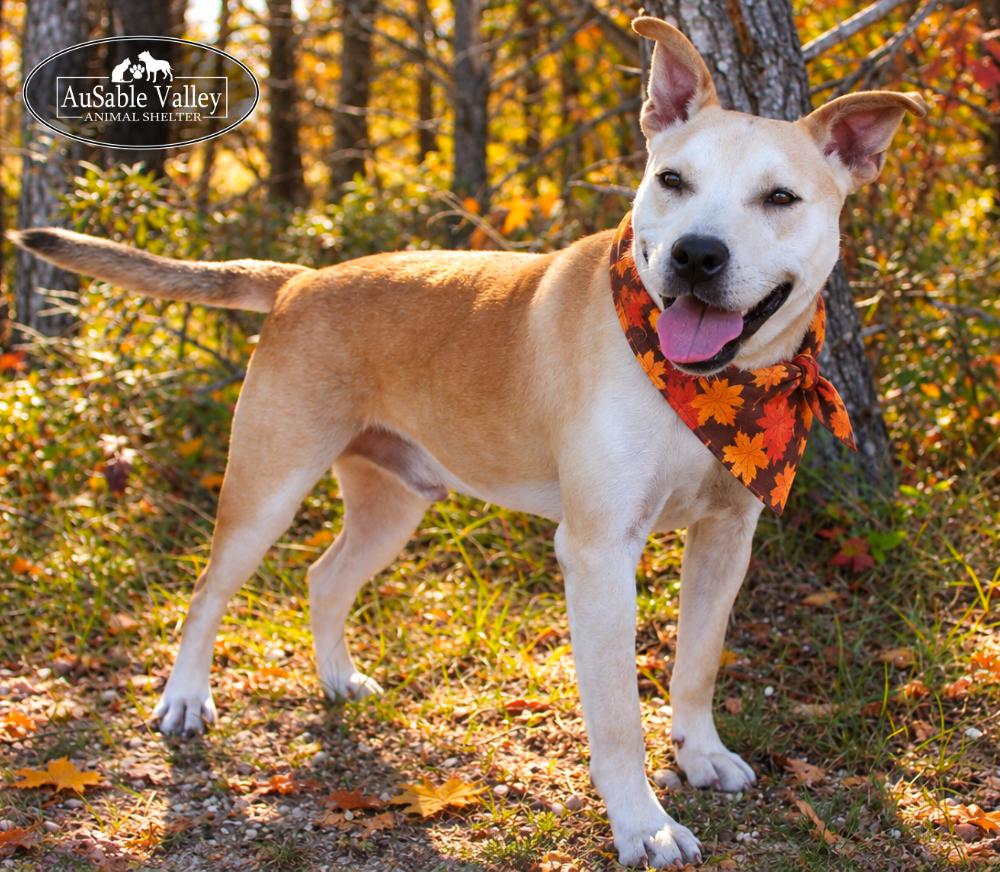 Enlarge Caramel, a Adoptable Mixed Breed in Grayling, MI image 1/6