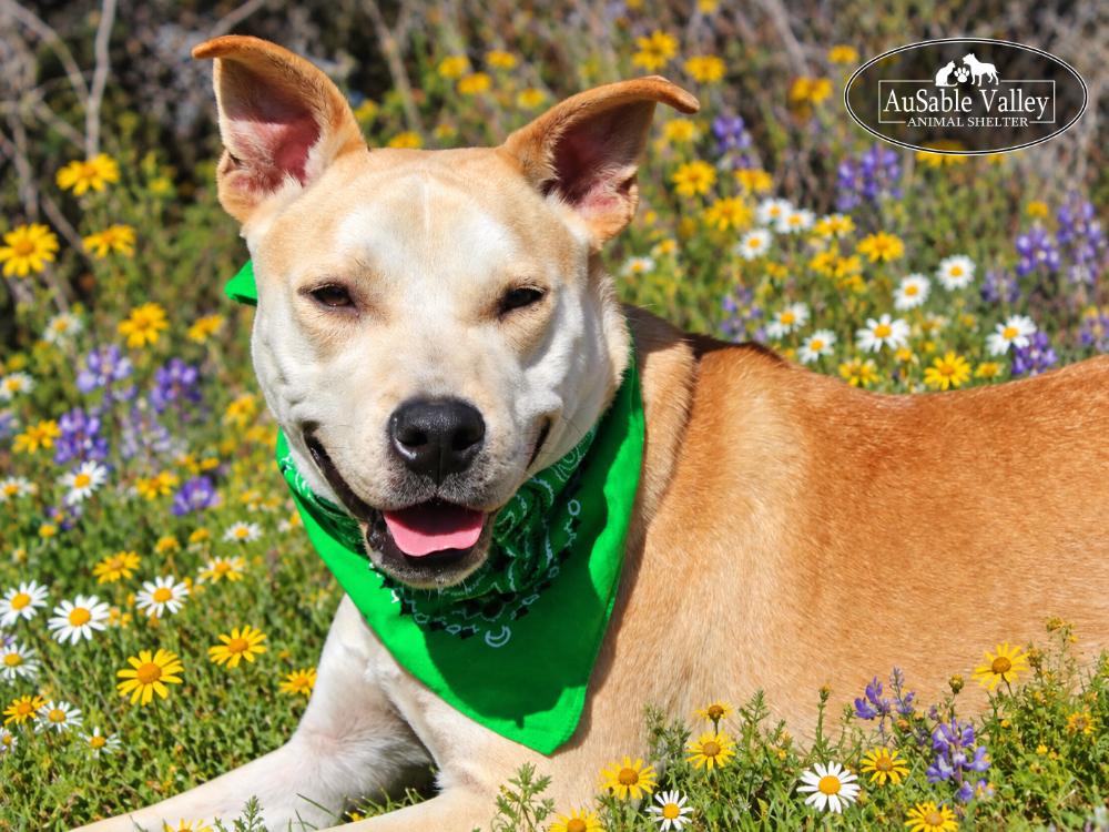 Enlarge Caramel, a Adoptable Mixed Breed in Grayling, MI image 1/6