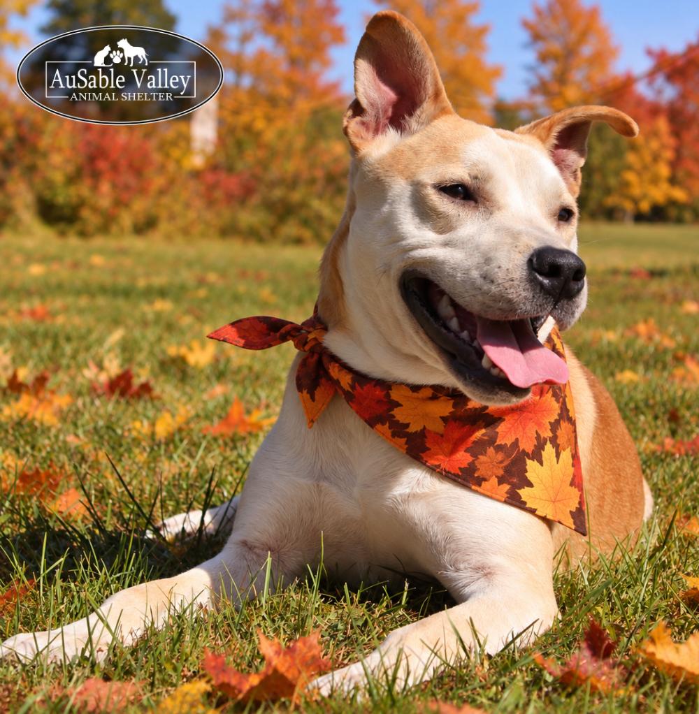Enlarge Caramel, a Adoptable Mixed Breed in Grayling, MI image 3/6