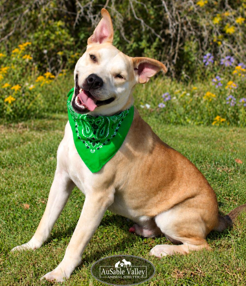 Enlarge Caramel, a Adoptable Mixed Breed in Grayling, MI image 2/6