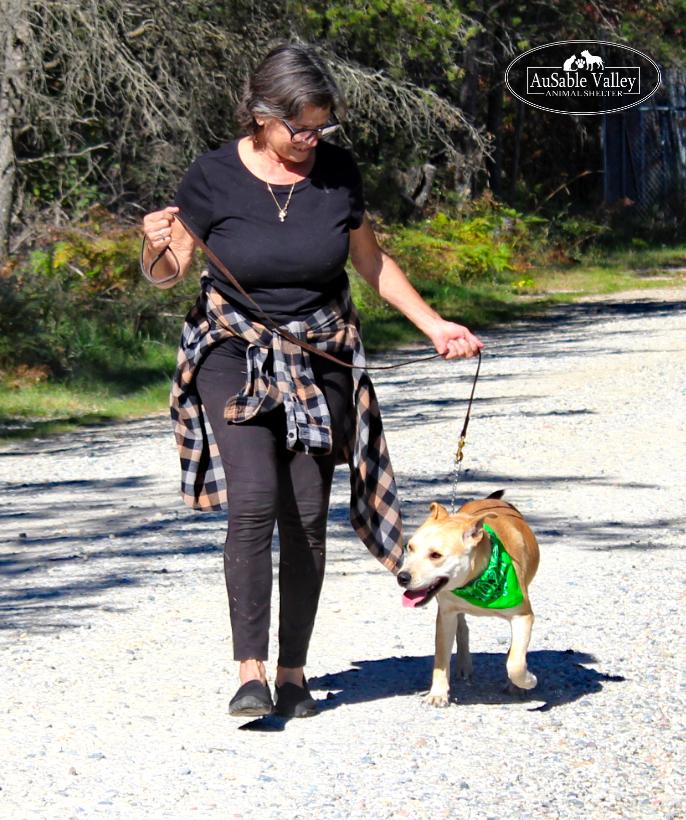 Enlarge Caramel, a Adoptable Mixed Breed in Grayling, MI image 3/6