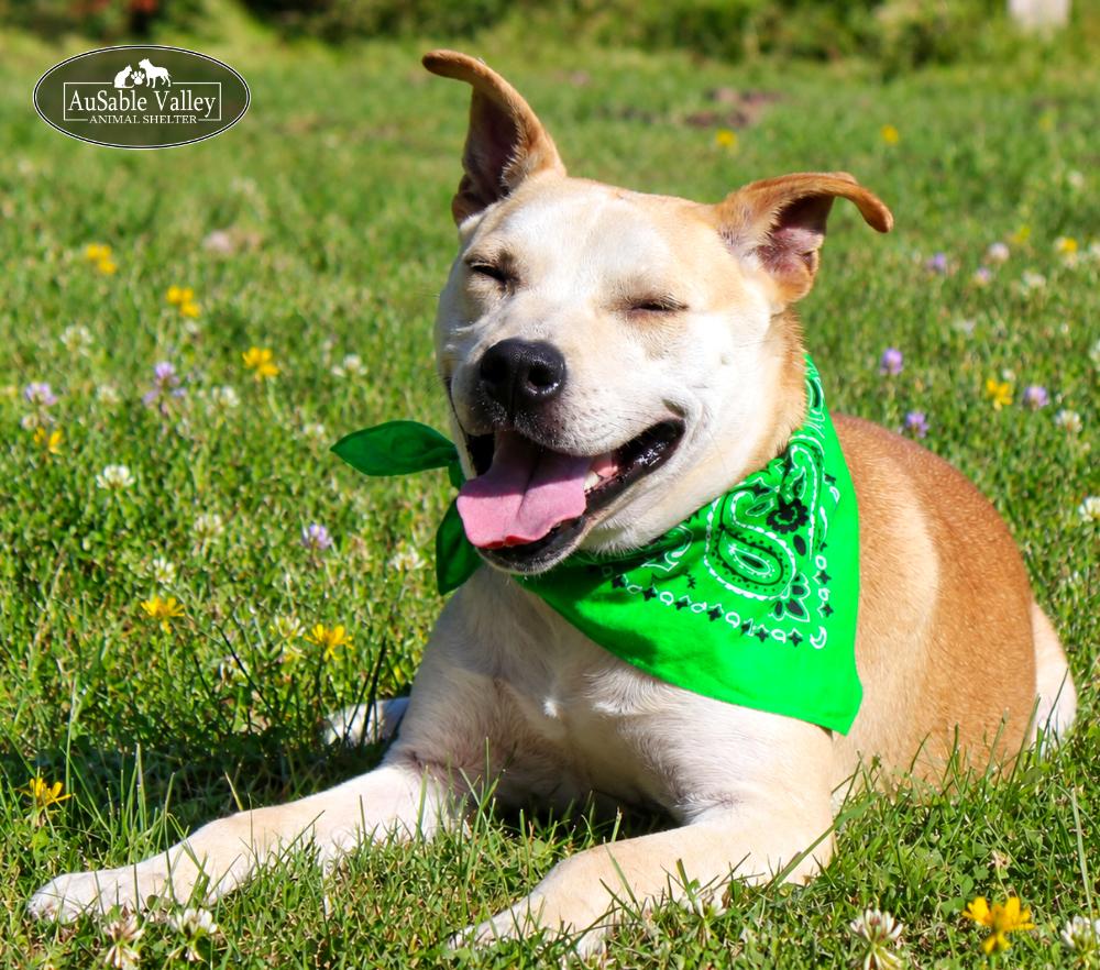 Enlarge Caramel, a Adoptable Mixed Breed in Grayling, MI image 5/6