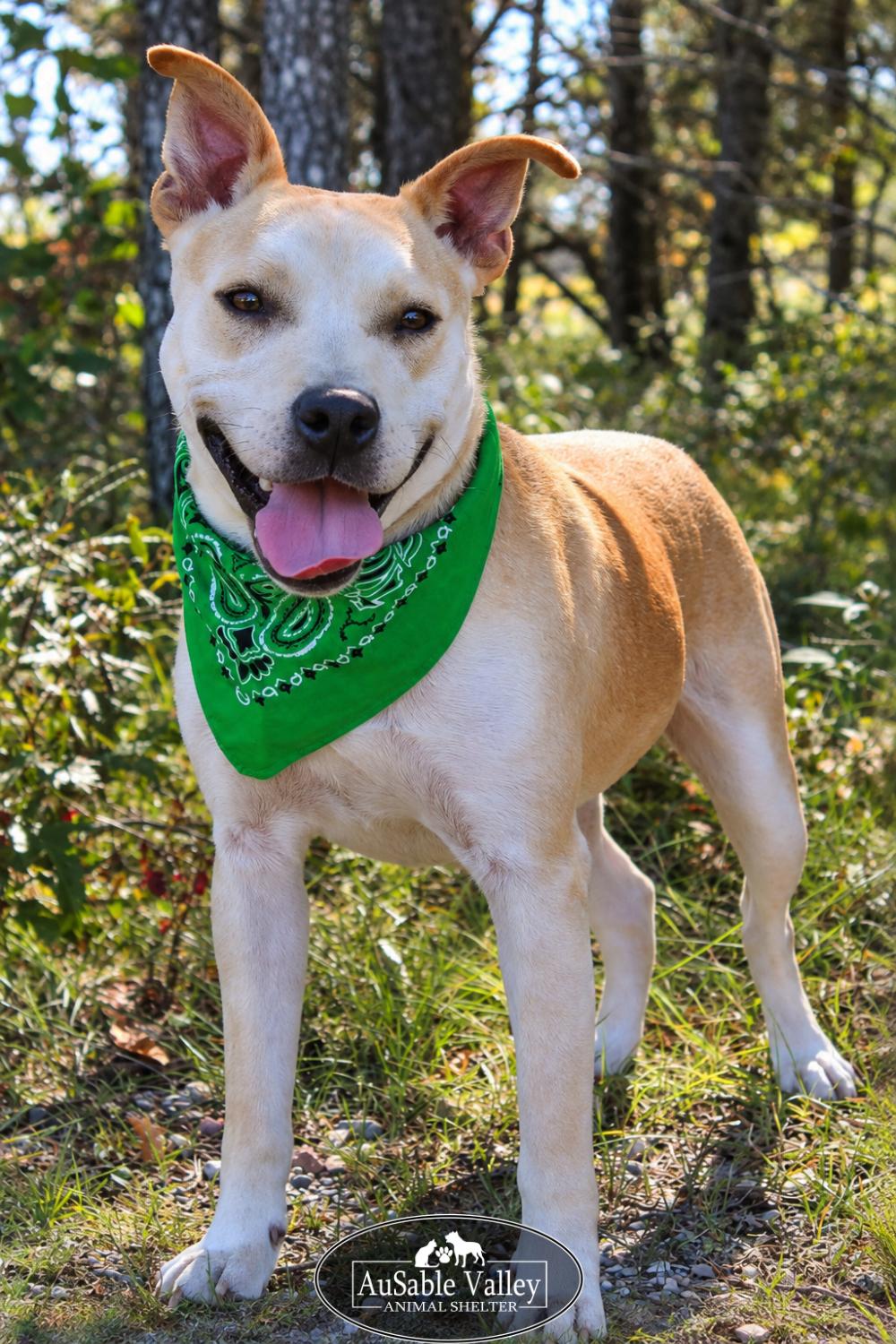 Enlarge Caramel, a Adoptable Mixed Breed in Grayling, MI image 6/6