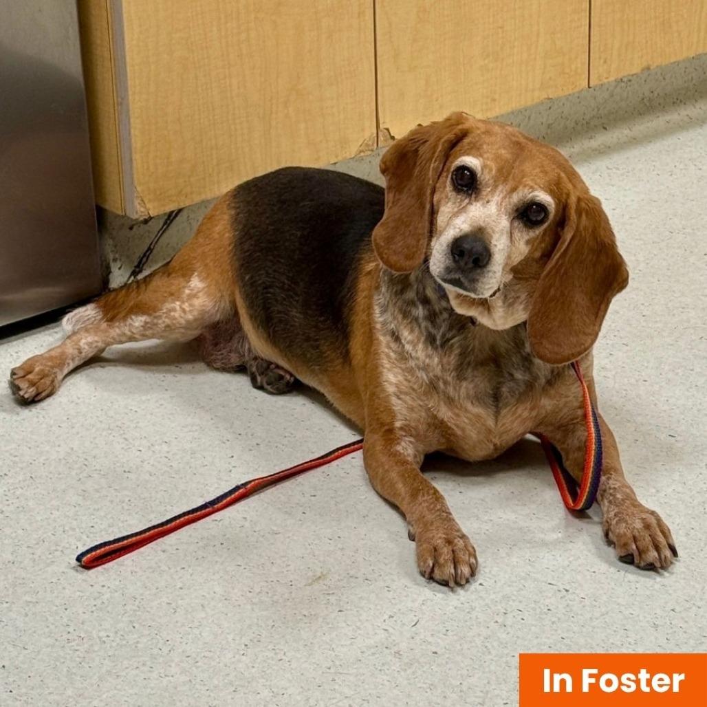 Puddin Tater, Adoptable, Senior Female Beagle.