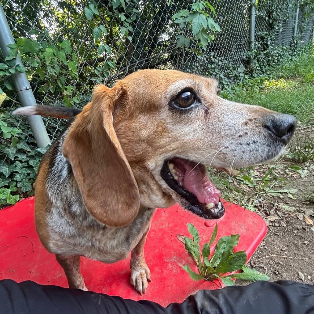 Enlarge Puddin Tater, a Adoptable Beagle in Baltimore, MD image 2/4