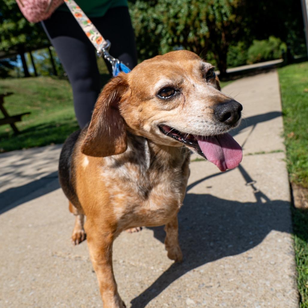Enlarge Puddin Tater, a Adoptable Beagle in Baltimore, MD image 3/4