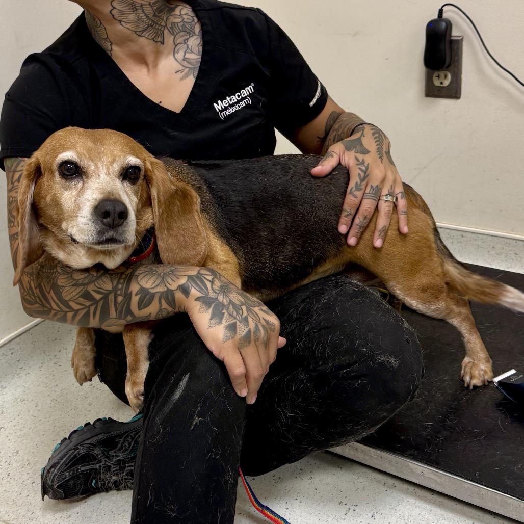 Enlarge Puddin Tater, a Adoptable Beagle in Baltimore, MD image 4/4
