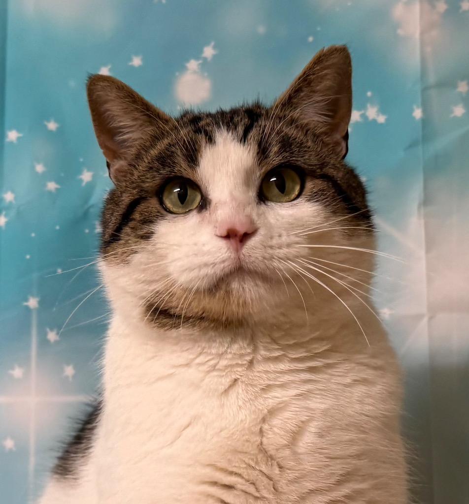 Newman, ADOPTABLE, Adult Male Domestic Short Hair.