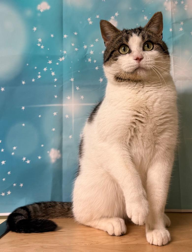 Enlarge Newman, a ADOPTABLE Domestic Short Hair in Amery, WI image 2/4