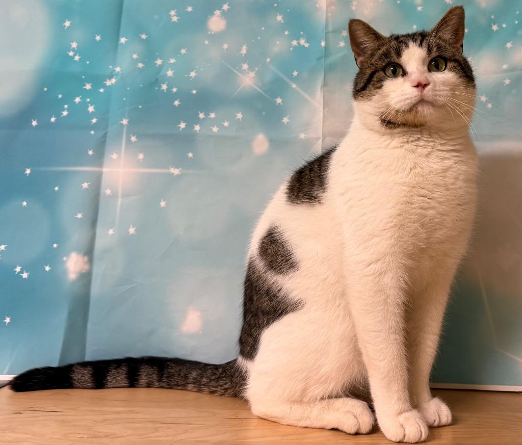 Enlarge Newman, a ADOPTABLE Domestic Short Hair in Amery, WI image 4/4