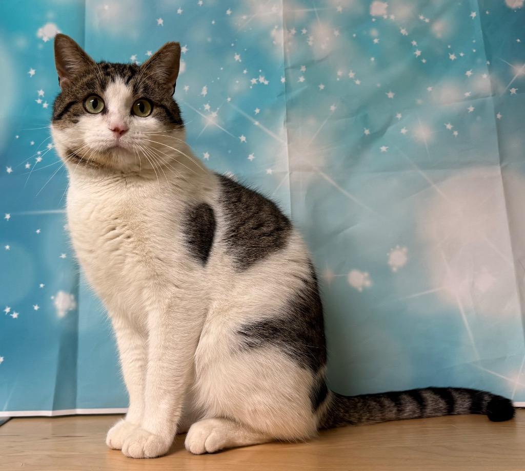 Enlarge Newman, a ADOPTABLE Domestic Short Hair in Amery, WI image 3/4