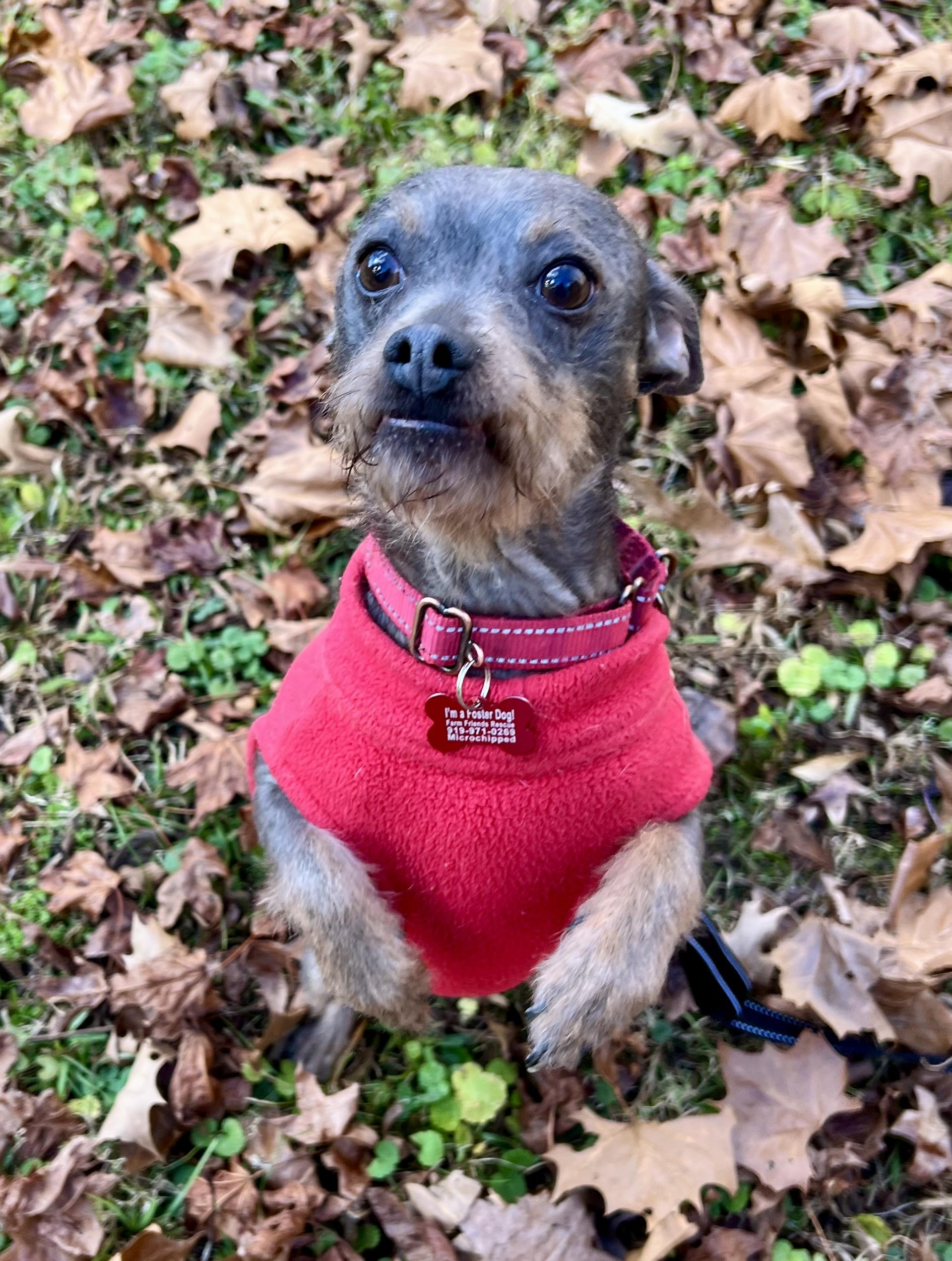 Apache, ADOPTABLE, Adult Male American Hairless Terrier.