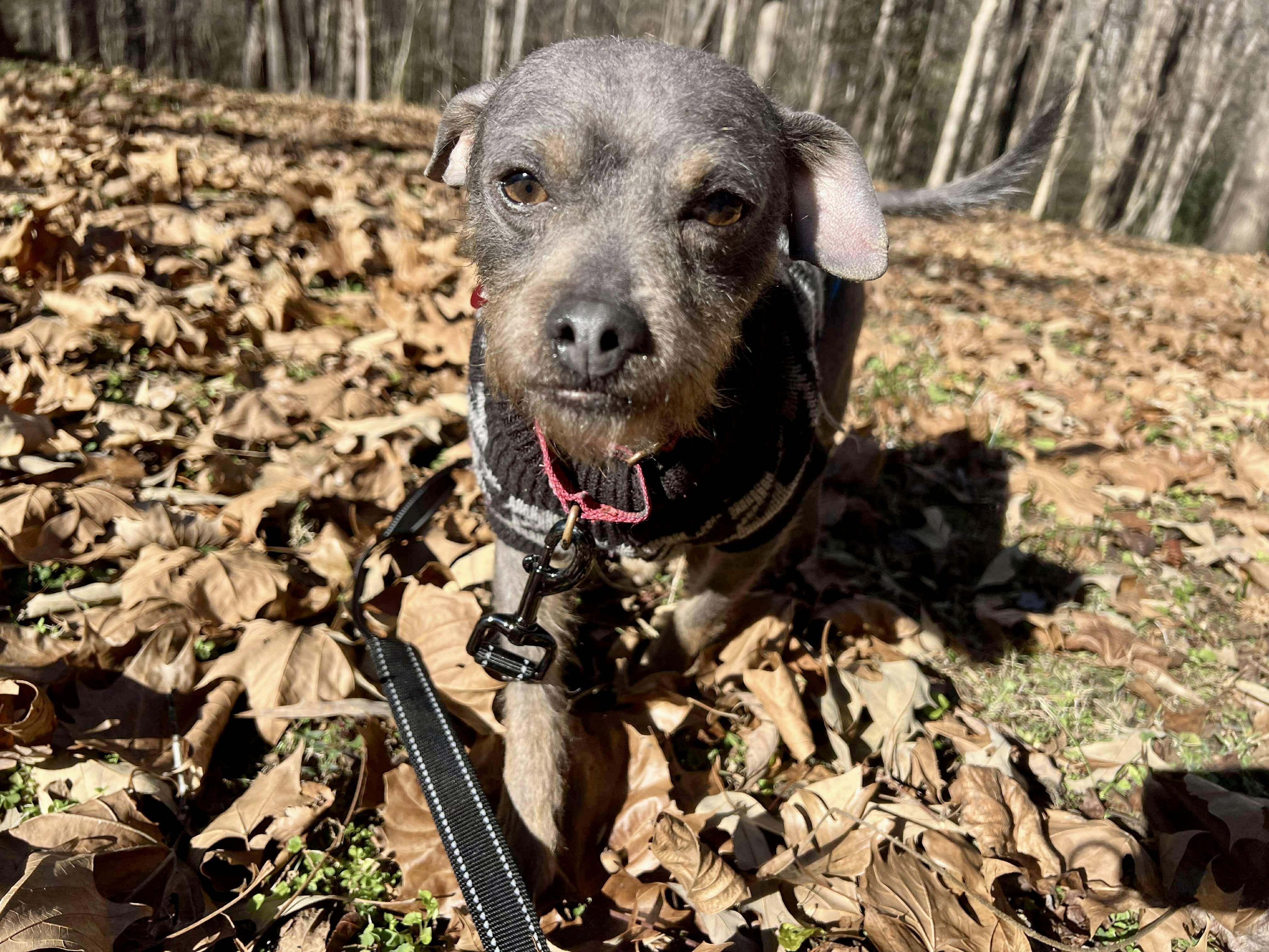 Enlarge Apache, a ADOPTABLE mixed breed in Pittsboro, NC image 2/5