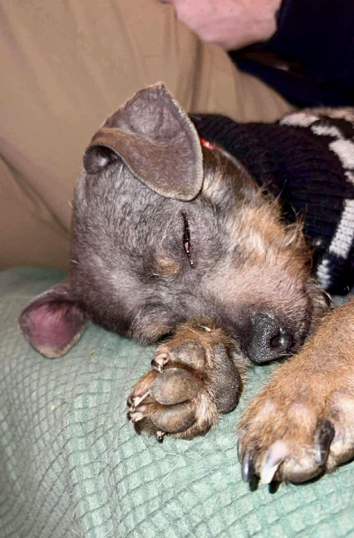 Enlarge Apache, a ADOPTABLE mixed breed in Pittsboro, NC image 3/5