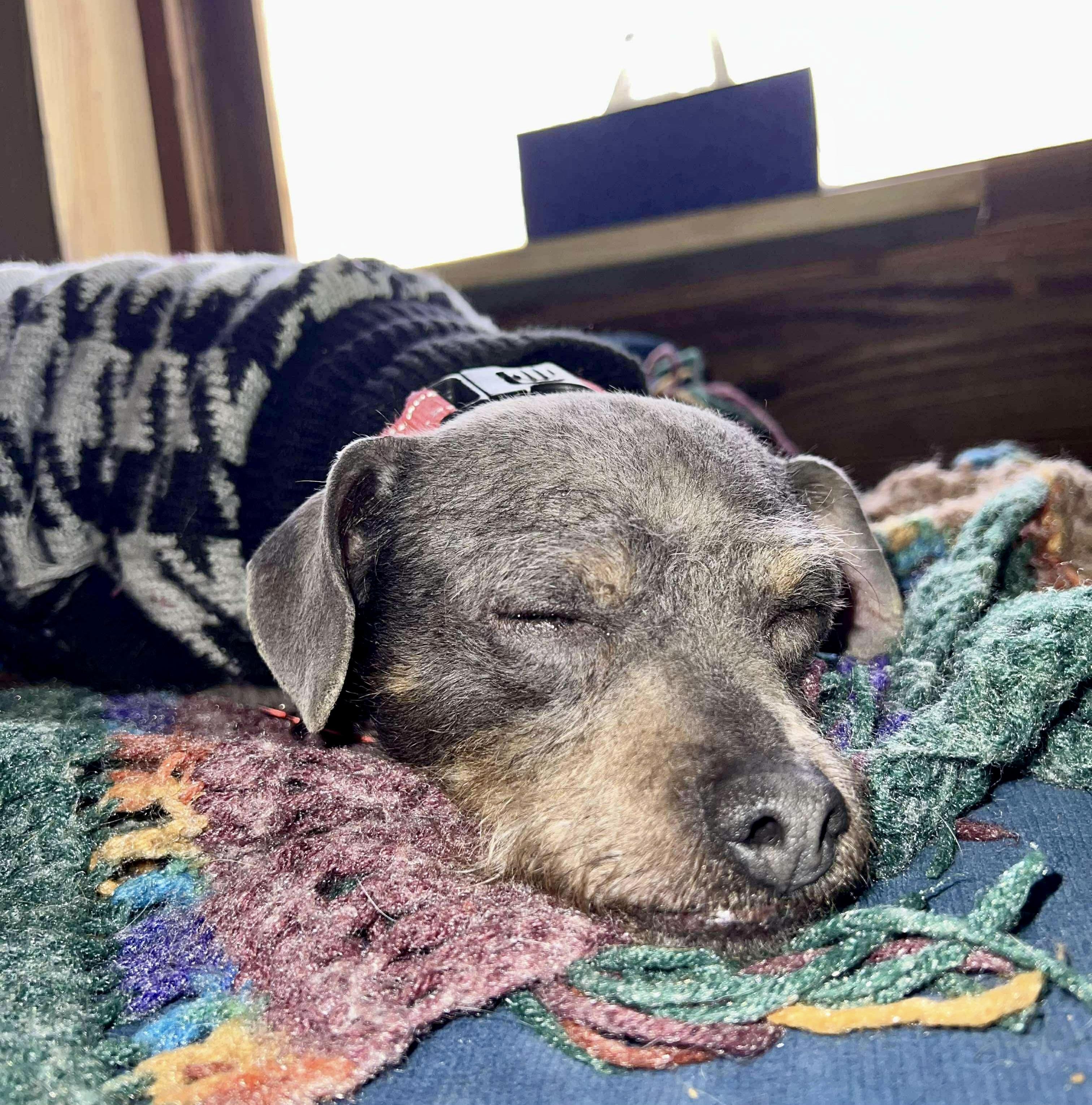 Enlarge Apache, a ADOPTABLE mixed breed in Pittsboro, NC image 4/5