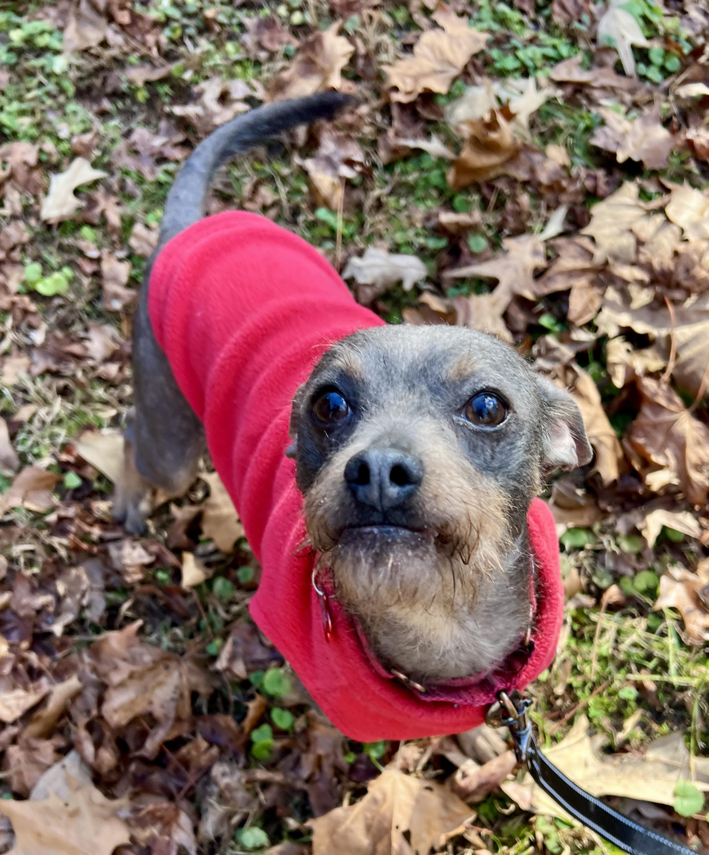 Enlarge Apache, a ADOPTABLE mixed breed in Pittsboro, NC image 5/5