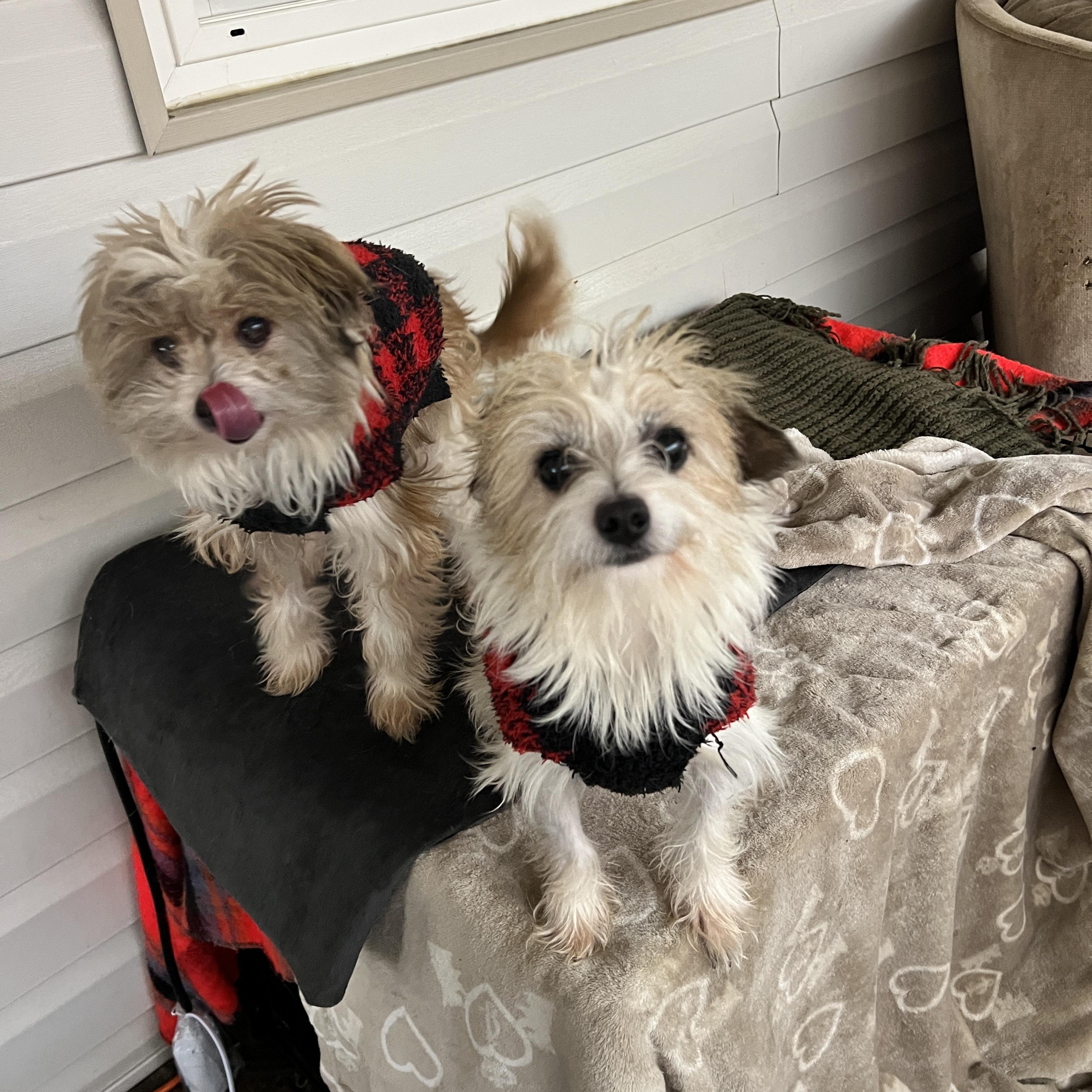 Enlarge Benji and Bam Bam, a ADOPTABLE mixed breed in Rio Linda, CA image 1/6