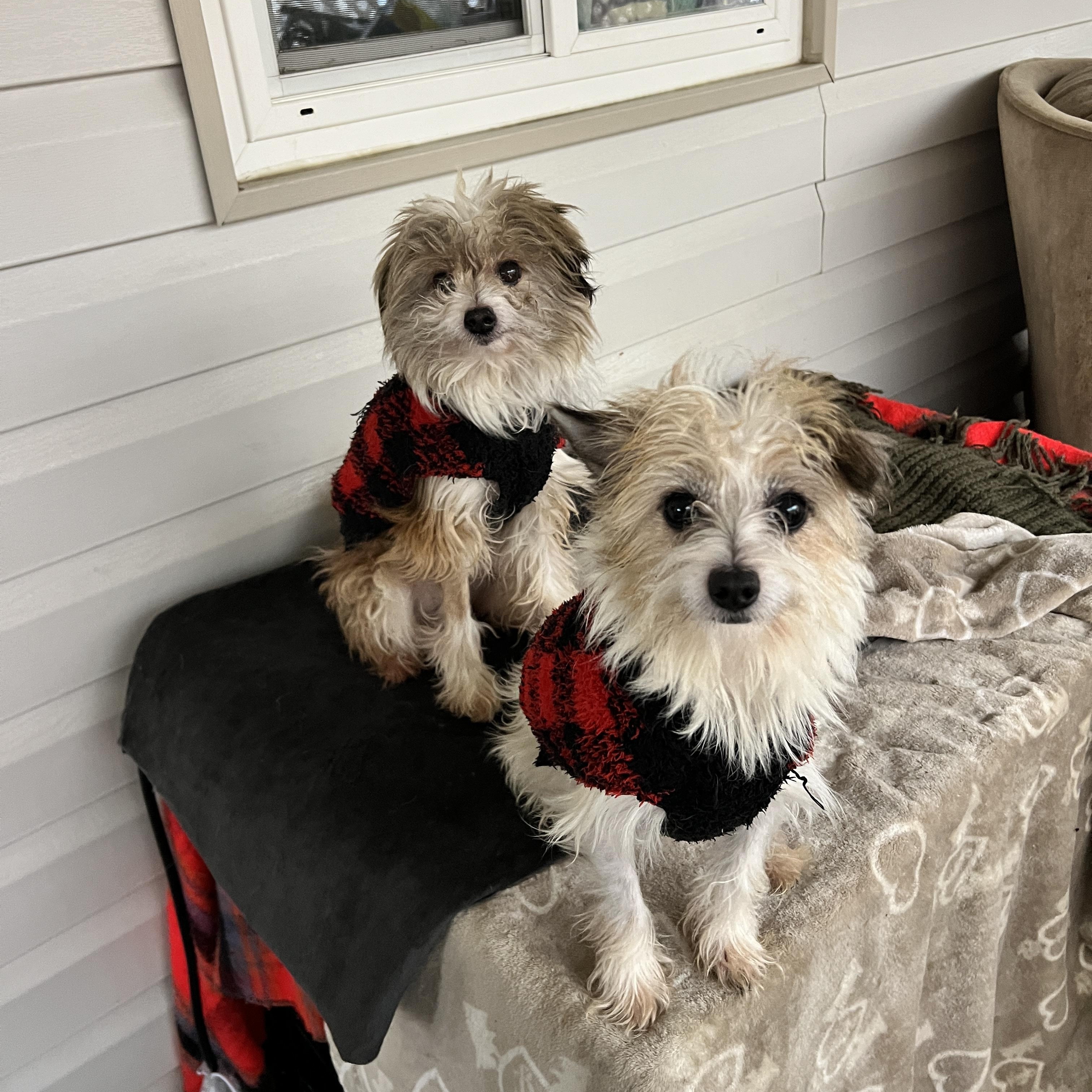 Enlarge Benji and Bam Bam, a ADOPTABLE mixed breed in Rio Linda, CA image 2/6
