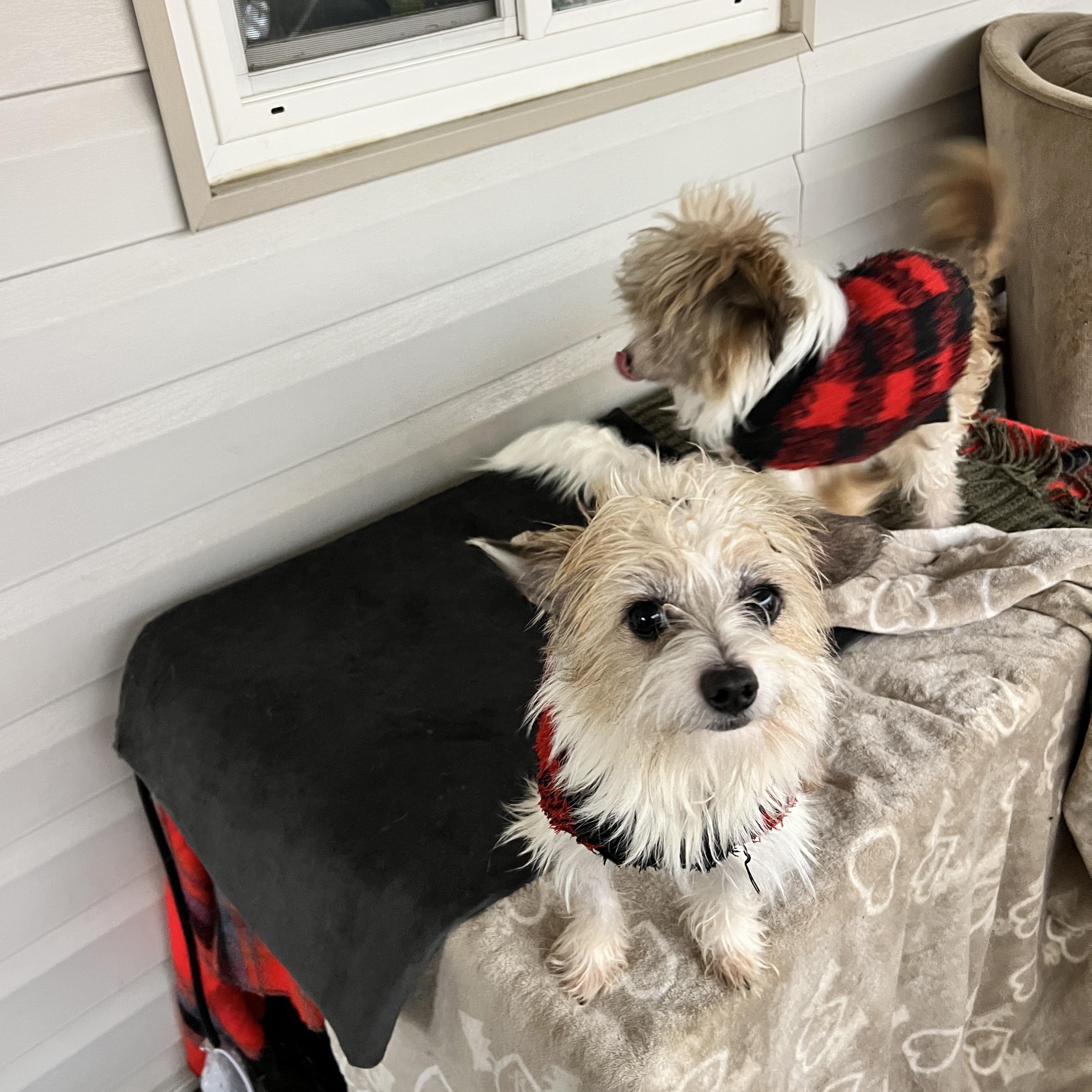 Enlarge Benji and Bam Bam, a ADOPTABLE mixed breed in Rio Linda, CA image 3/6