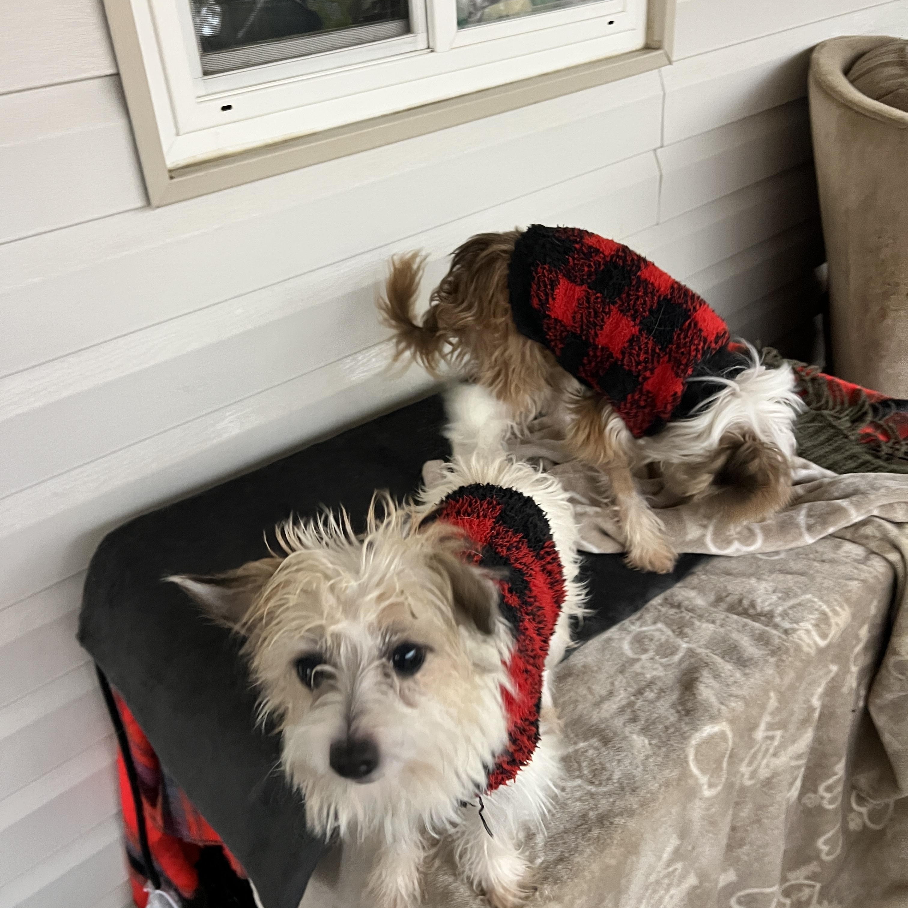 Enlarge Benji and Bam Bam, a ADOPTABLE mixed breed in Rio Linda, CA image 4/6