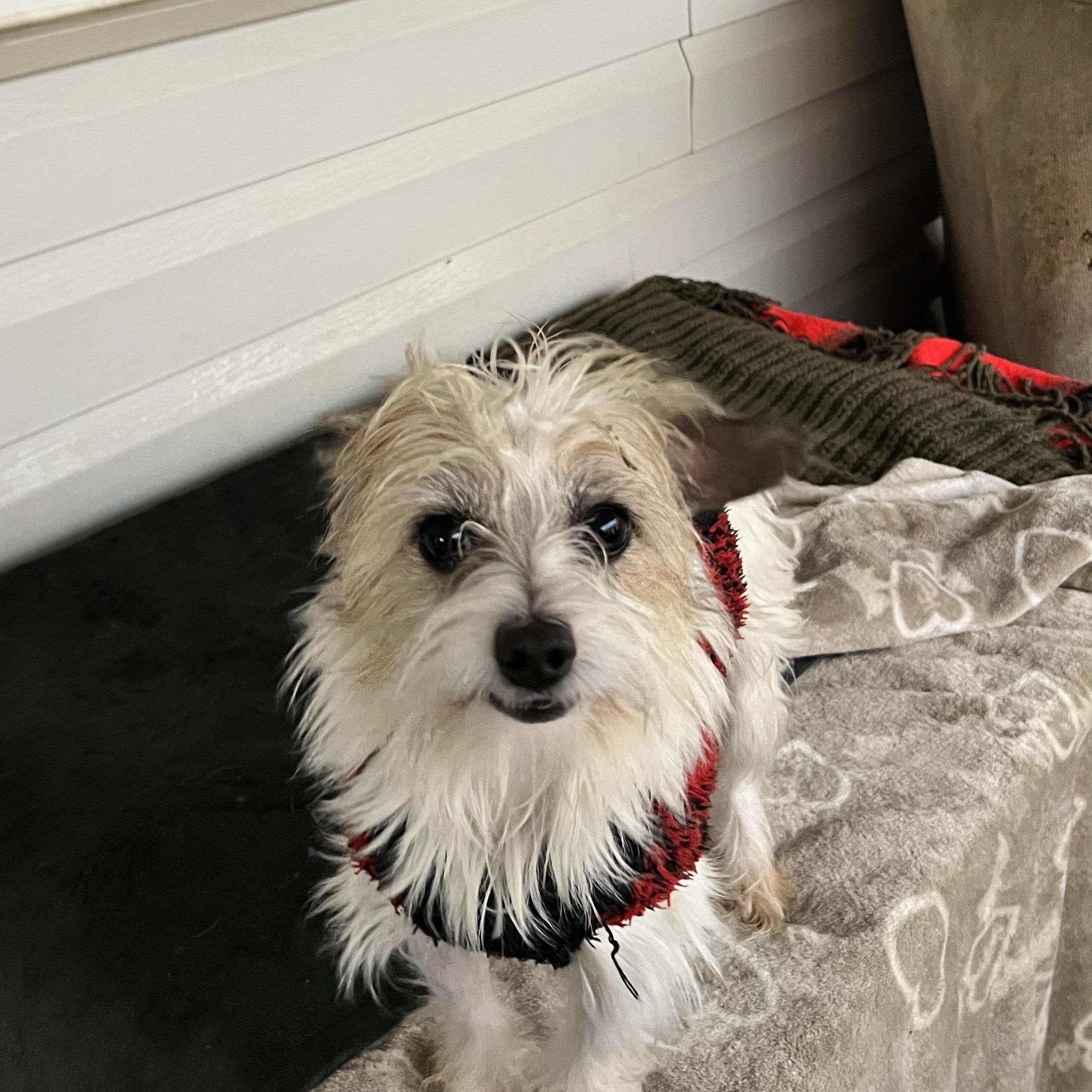 Enlarge Benji and Bam Bam, a ADOPTABLE mixed breed in Rio Linda, CA image 5/6