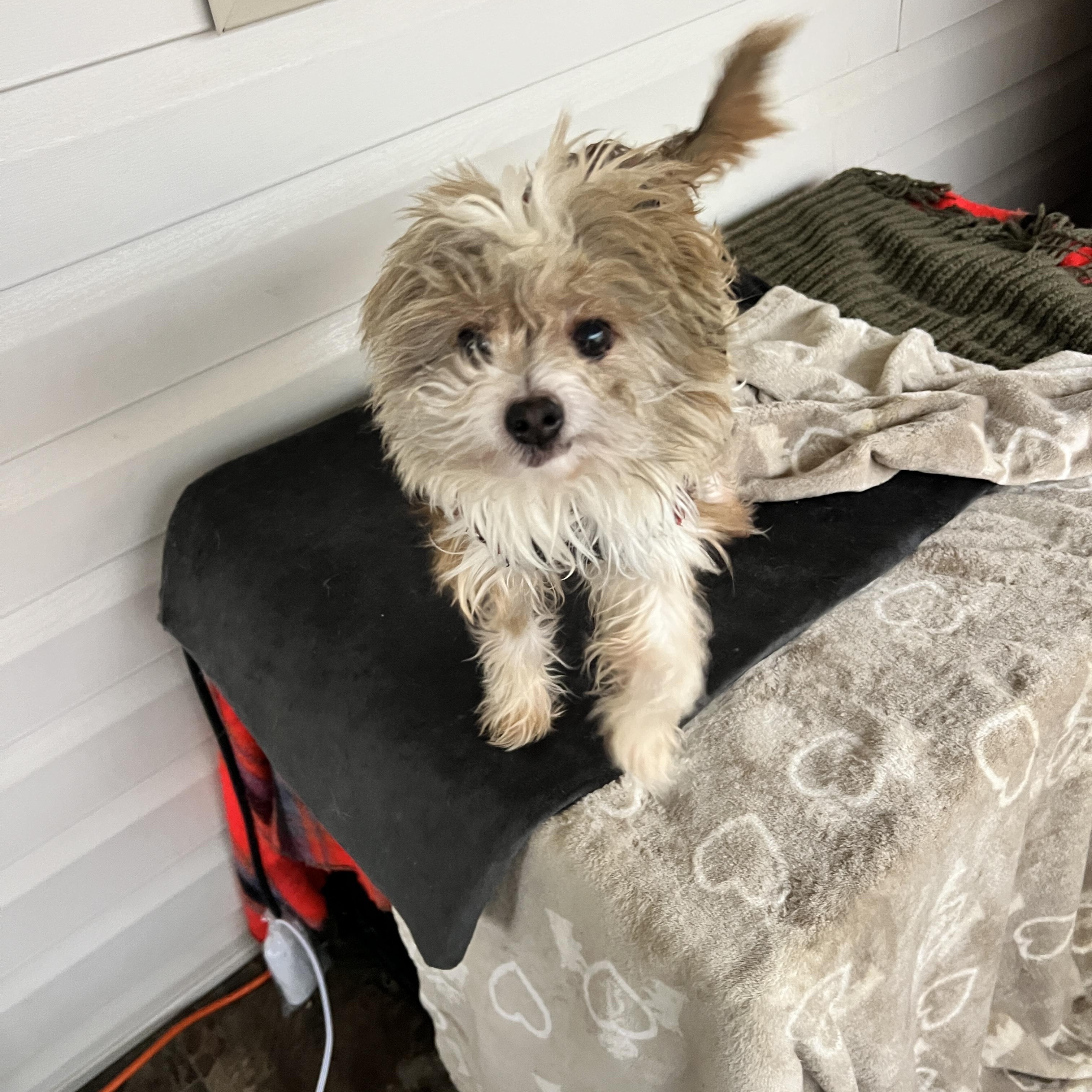 Enlarge Benji and Bam Bam, a ADOPTABLE mixed breed in Rio Linda, CA image 6/6