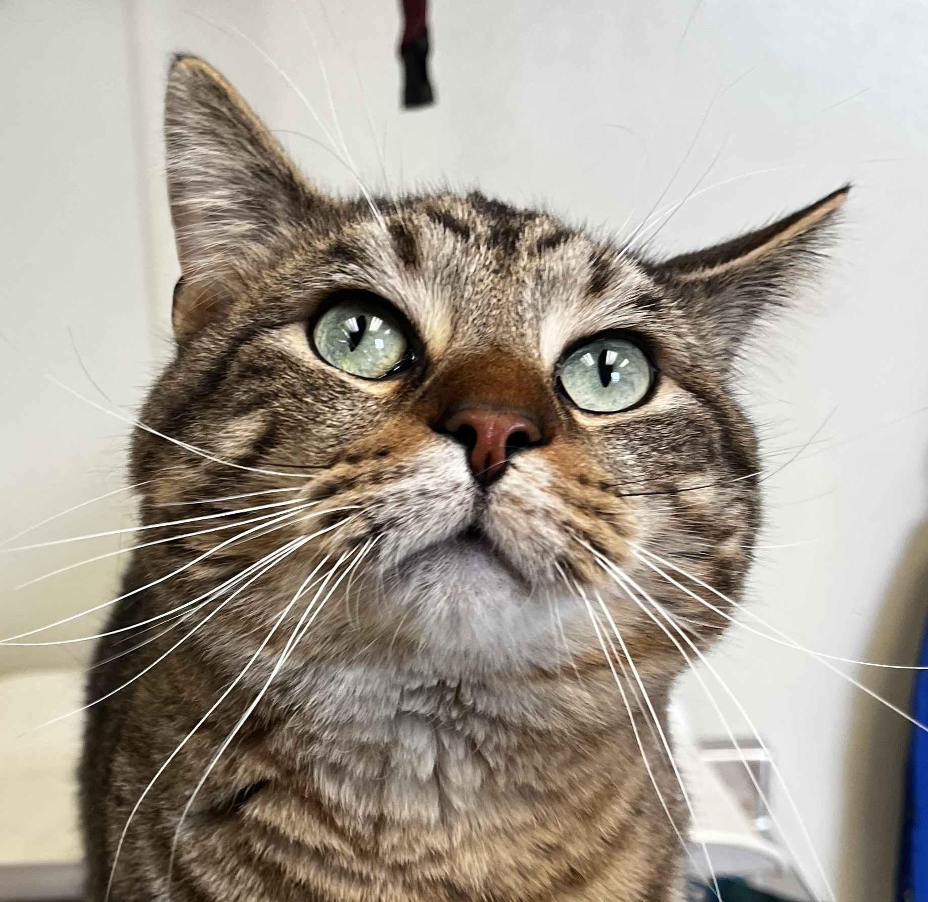 Mugatu, ADOPTABLE, Adult Male Domestic Short Hair.