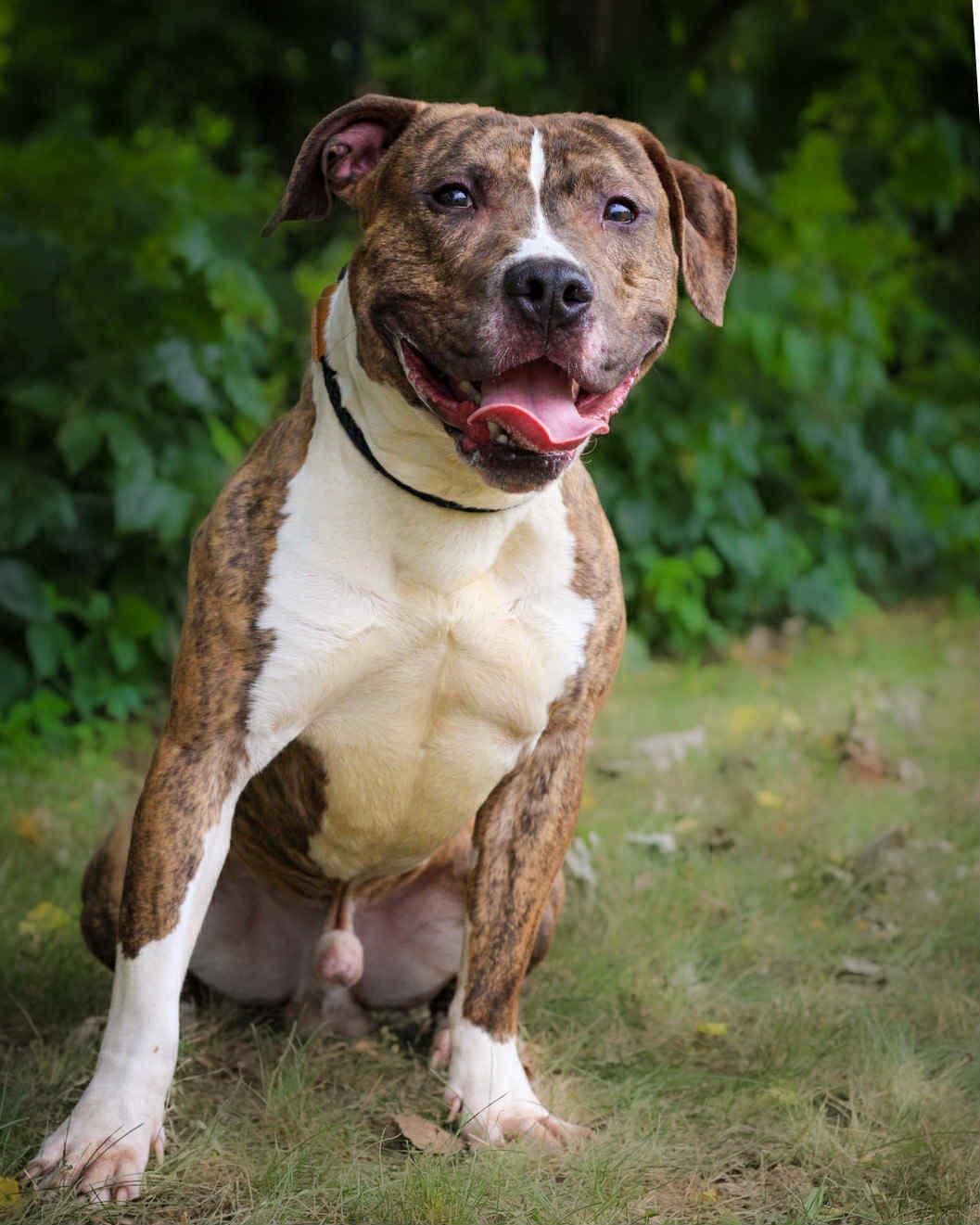 Enlarge Tonga, an adoptable mixed breed in Bridgeport, CT image 1/1