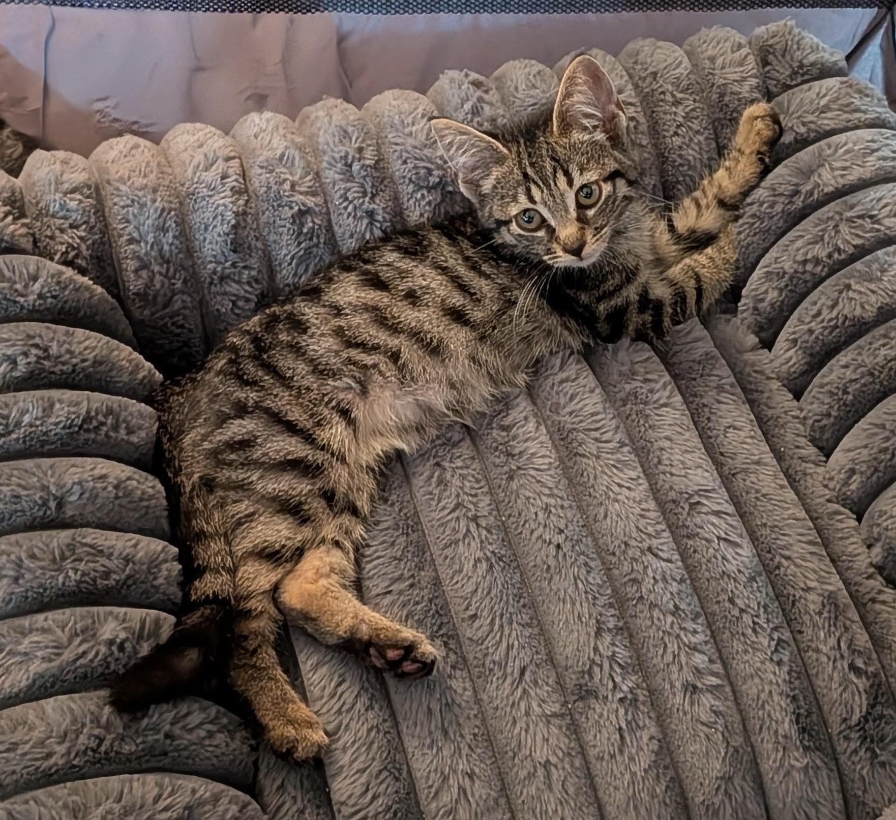Jalapeño, Adoptable, Kitten Male Domestic Short Hair.