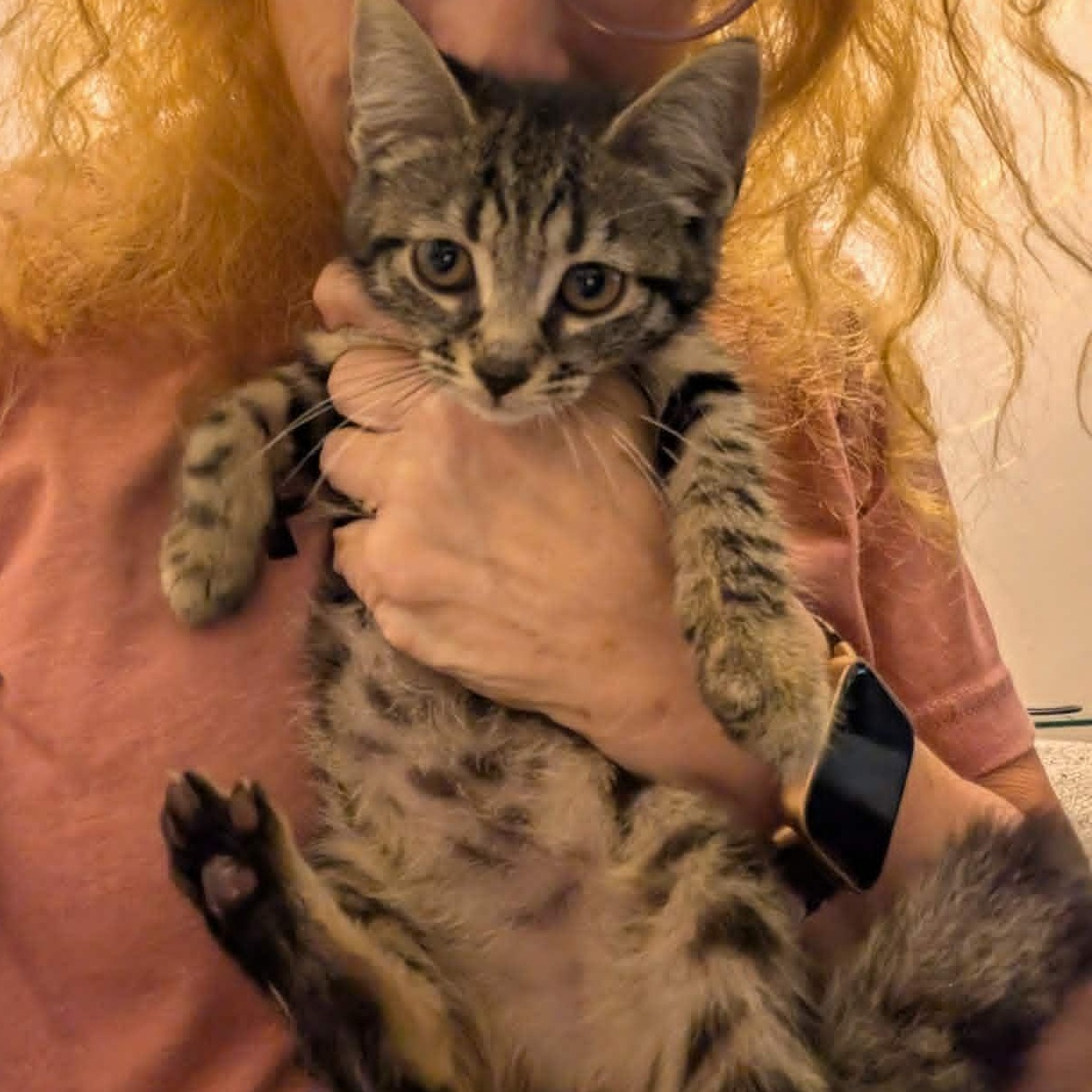 Jalapeño, a Adoptable Domestic Short Hair in Bayonne, NJ image 2/4