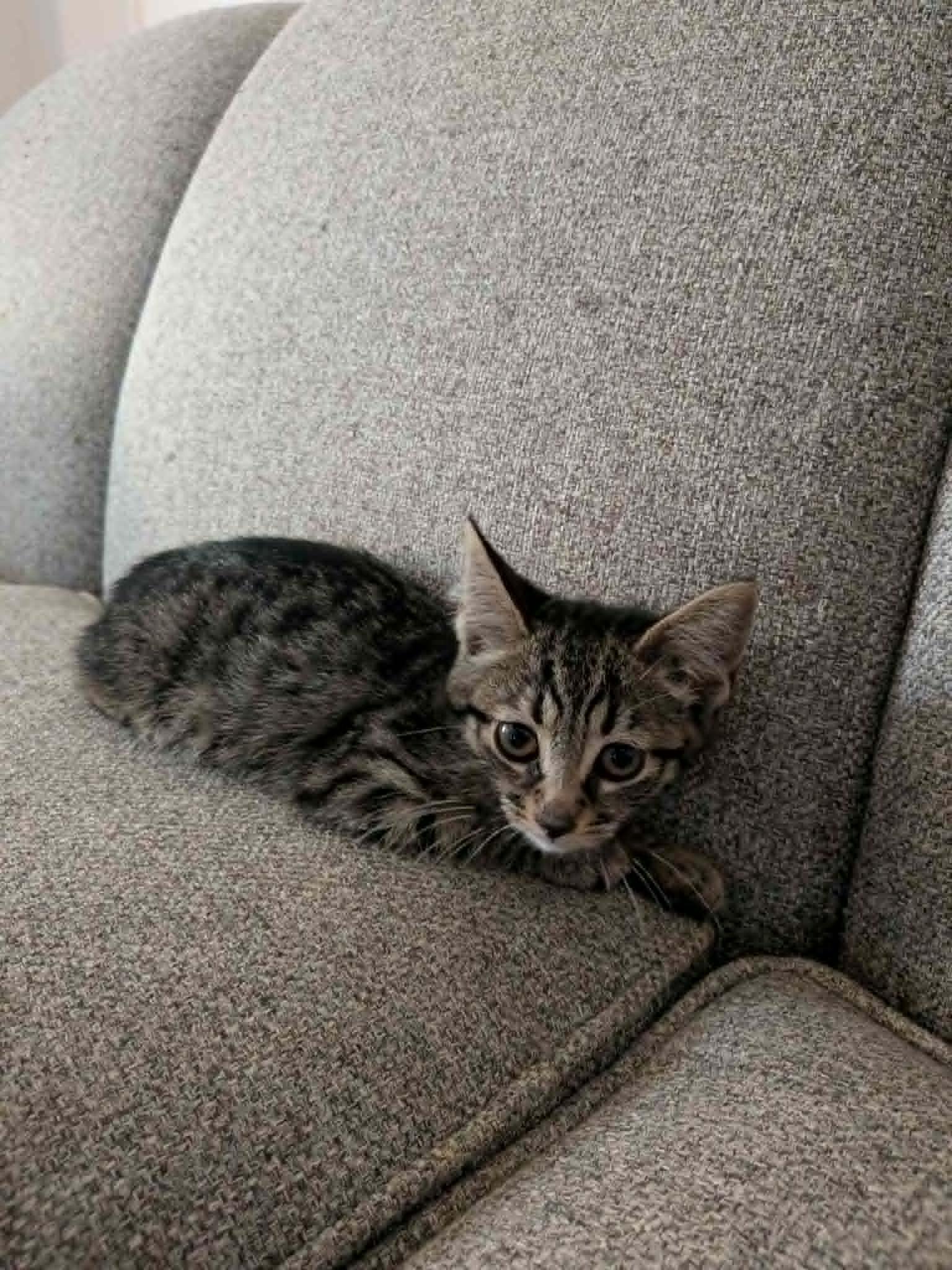 Jalapeño, a Adoptable Domestic Short Hair in Bayonne, NJ image 3/4