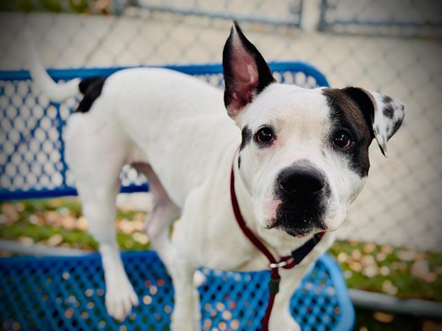 Enlarge DUQUESA, a Adoptable mixed breed in Orlando, FL image 1/1