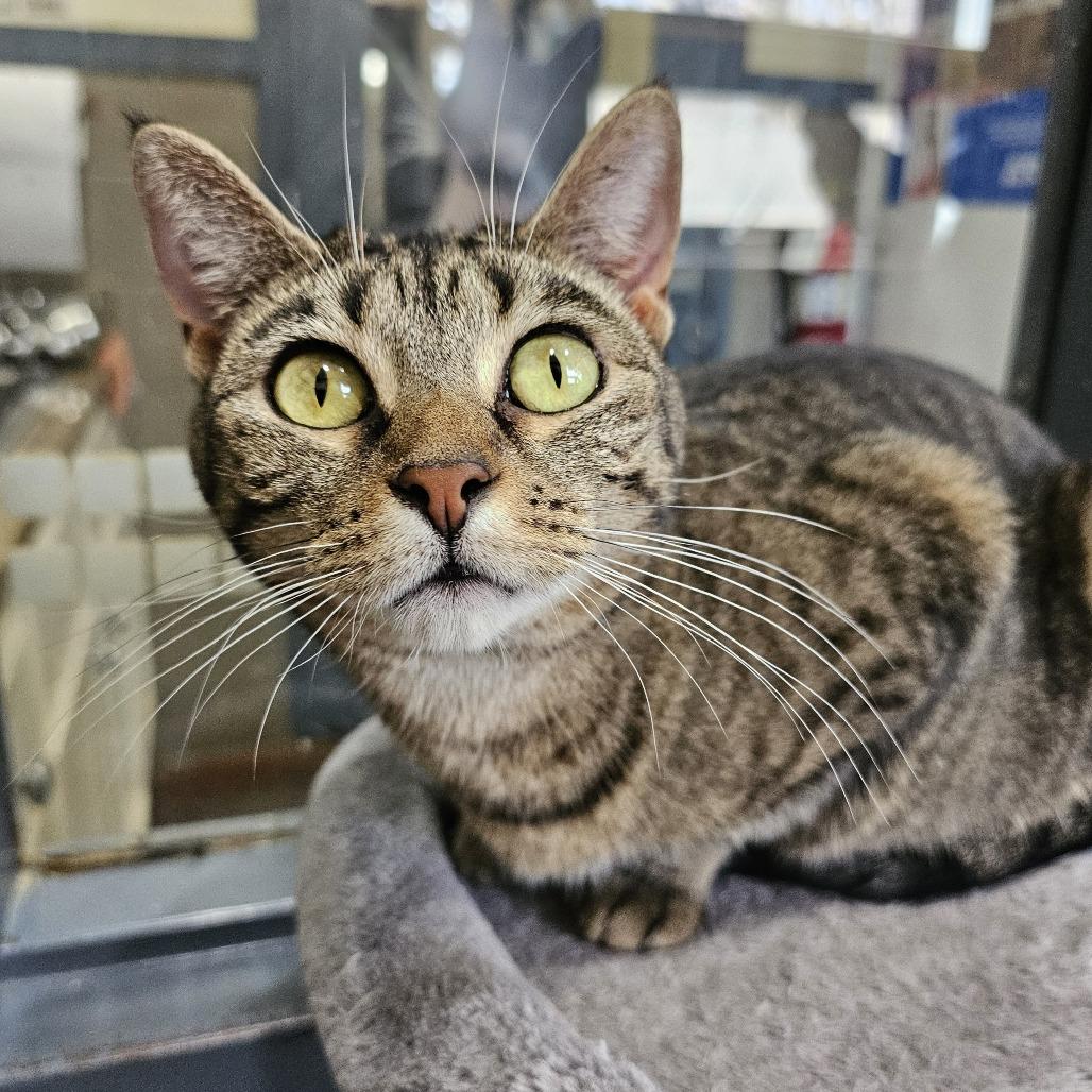 Enlarge Francesca, a Adoptable Domestic Short Hair in Versailles, KY image 1/3