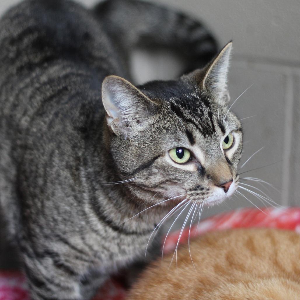 Enlarge Francesca, a Adoptable Domestic Short Hair in Versailles, KY image 2/6