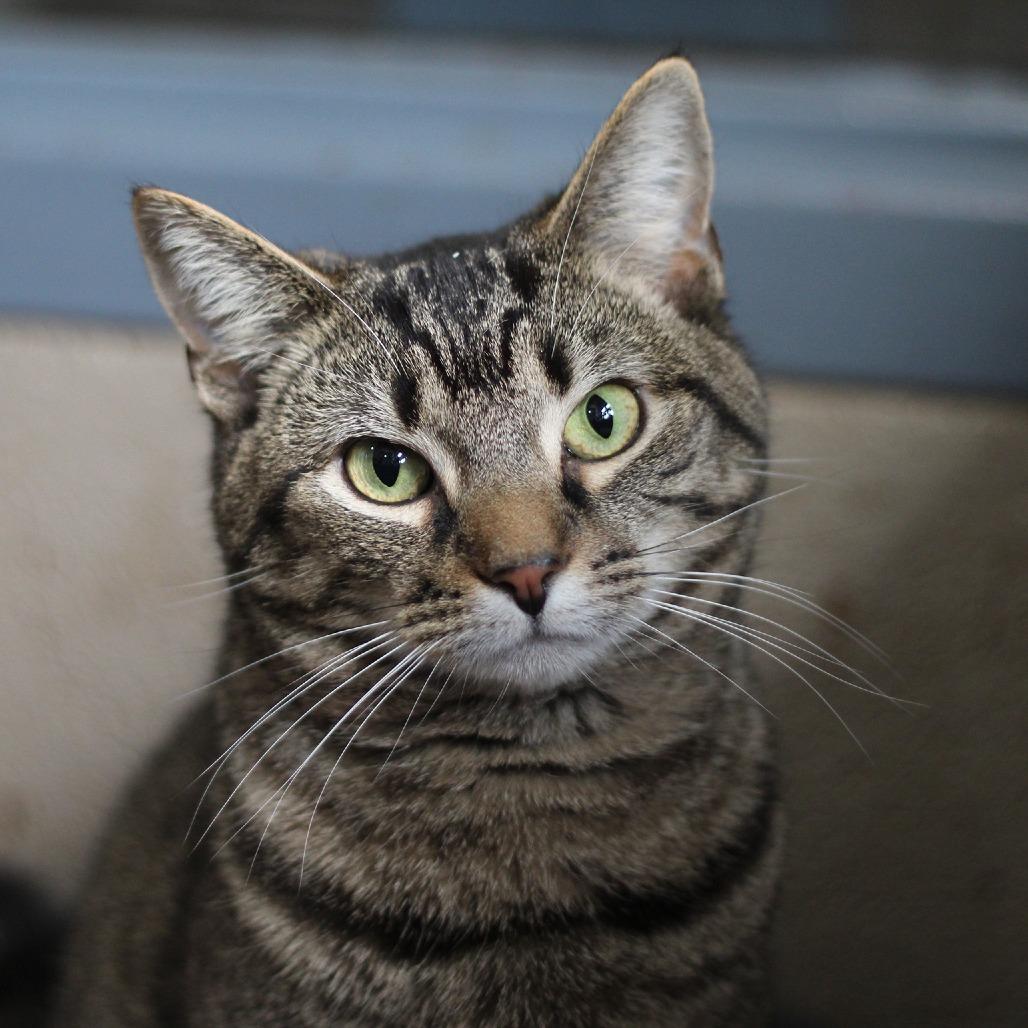Enlarge Francesca, a Adoptable Domestic Short Hair in Versailles, KY image 3/6