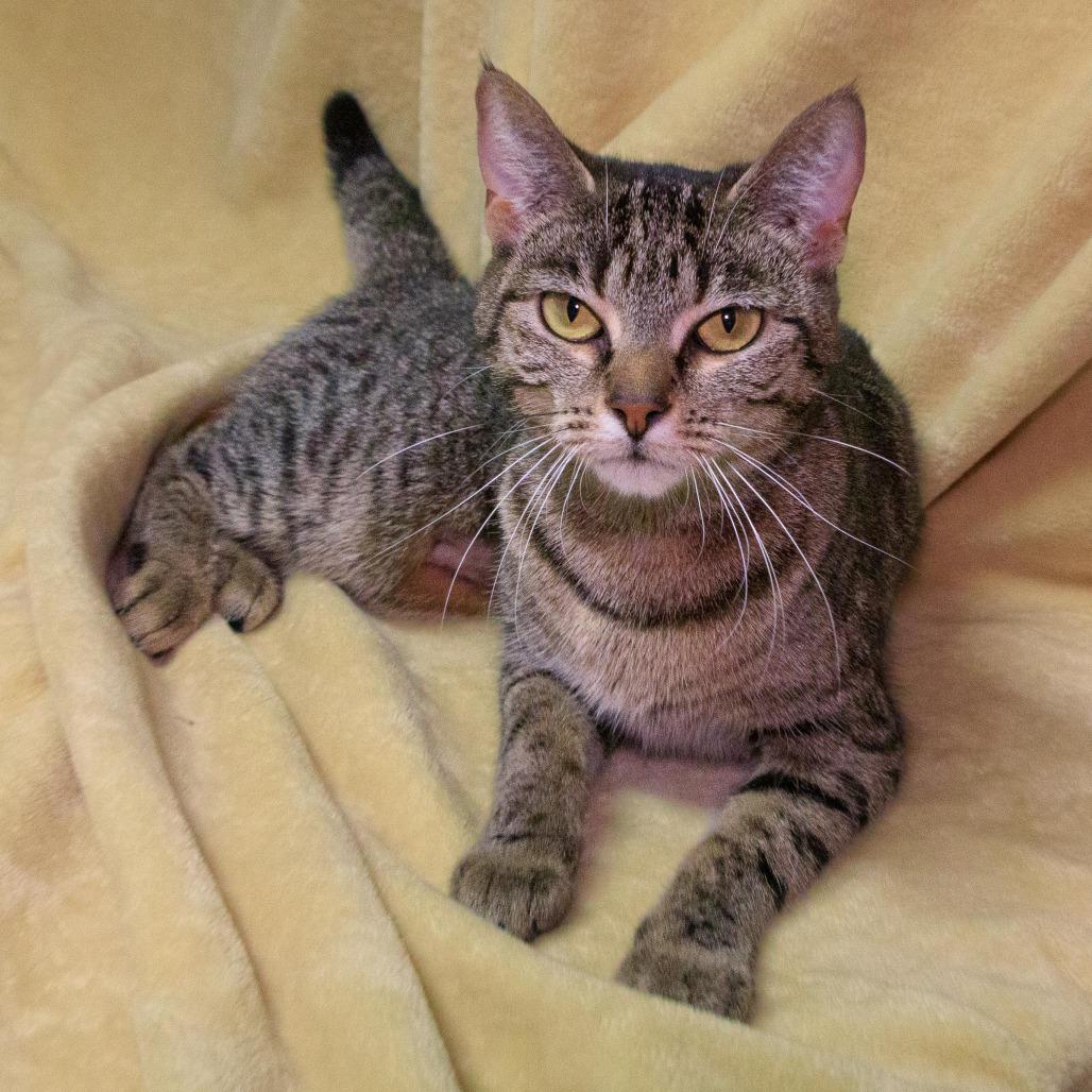 Francesca, Adoptable, Young Female Domestic Short Hair.