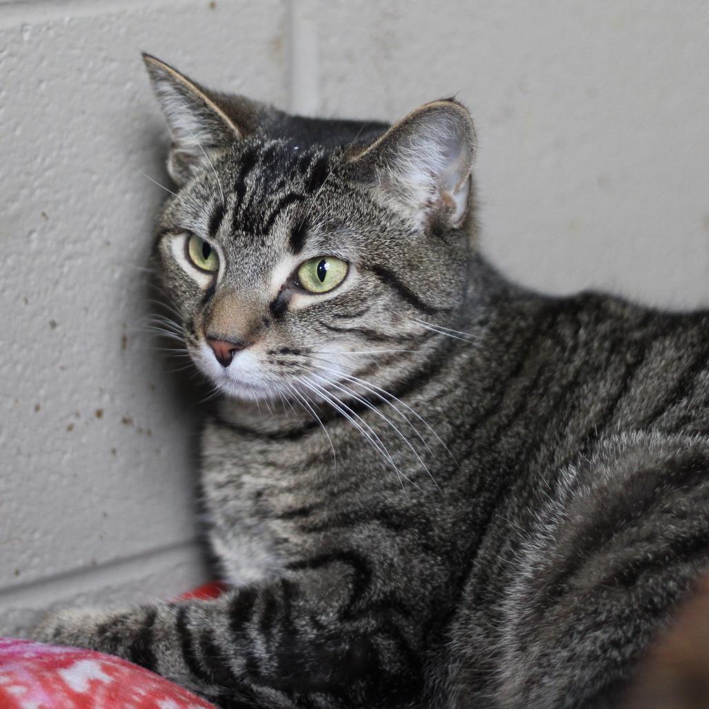 Enlarge Francesca, a Adoptable Domestic Short Hair in Versailles, KY image 5/6