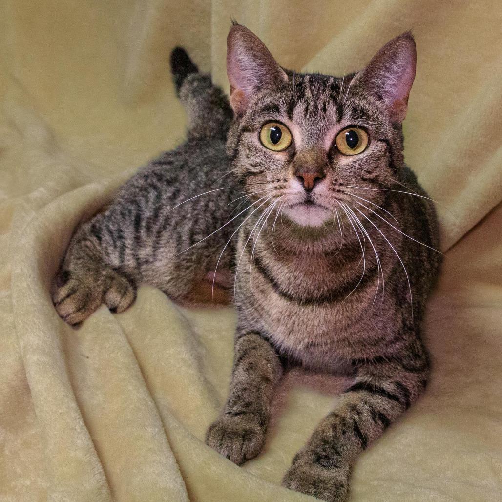 Francesca, a Adoptable Domestic Short Hair in Versailles, KY image 2/2