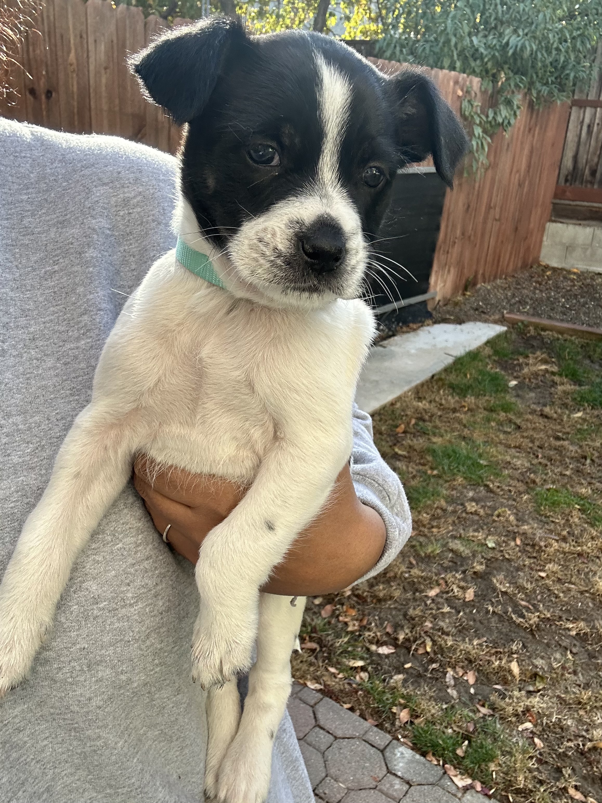 Enlarge Hope, a Adopted Terrier in Lodi, CA image 1/4