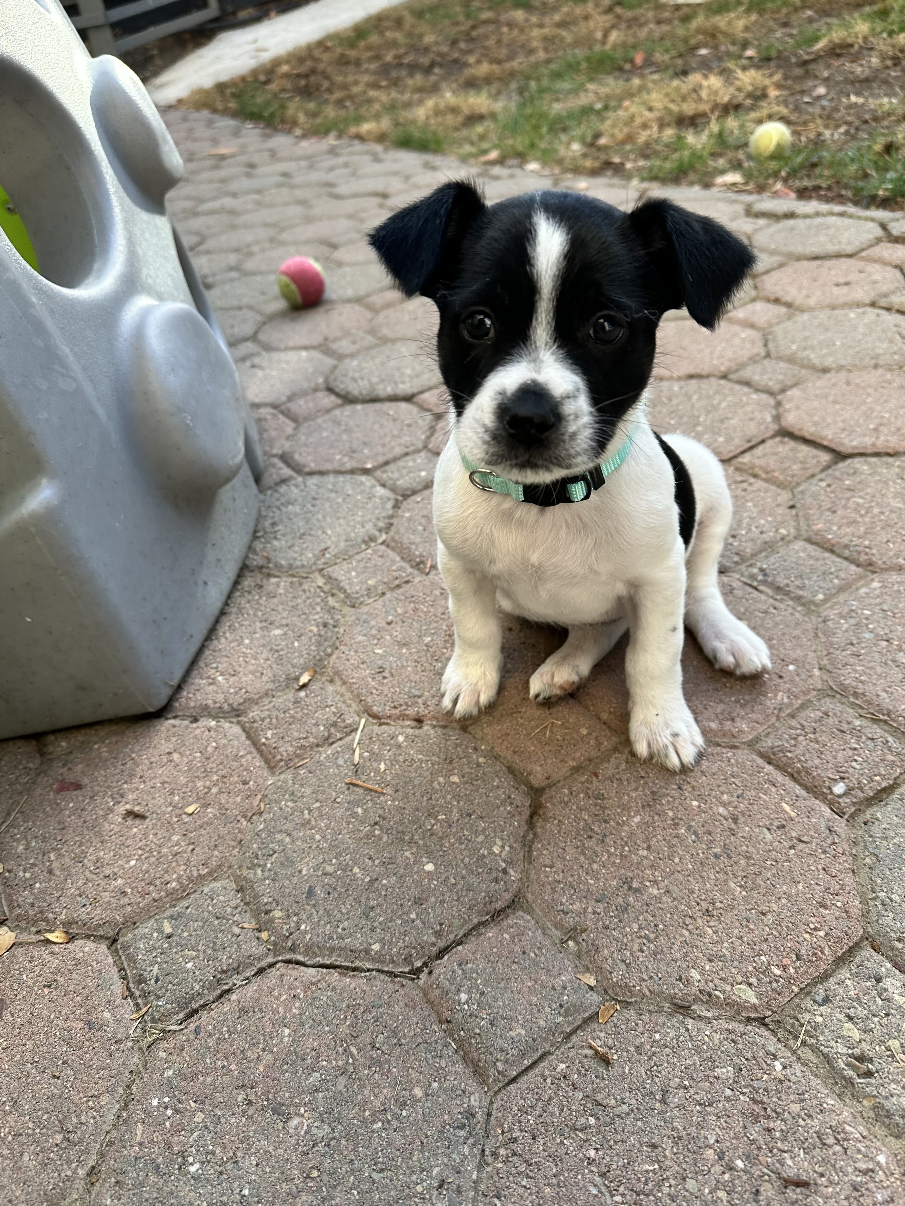 Enlarge Hope, a Adopted Terrier in Lodi, CA image 2/4
