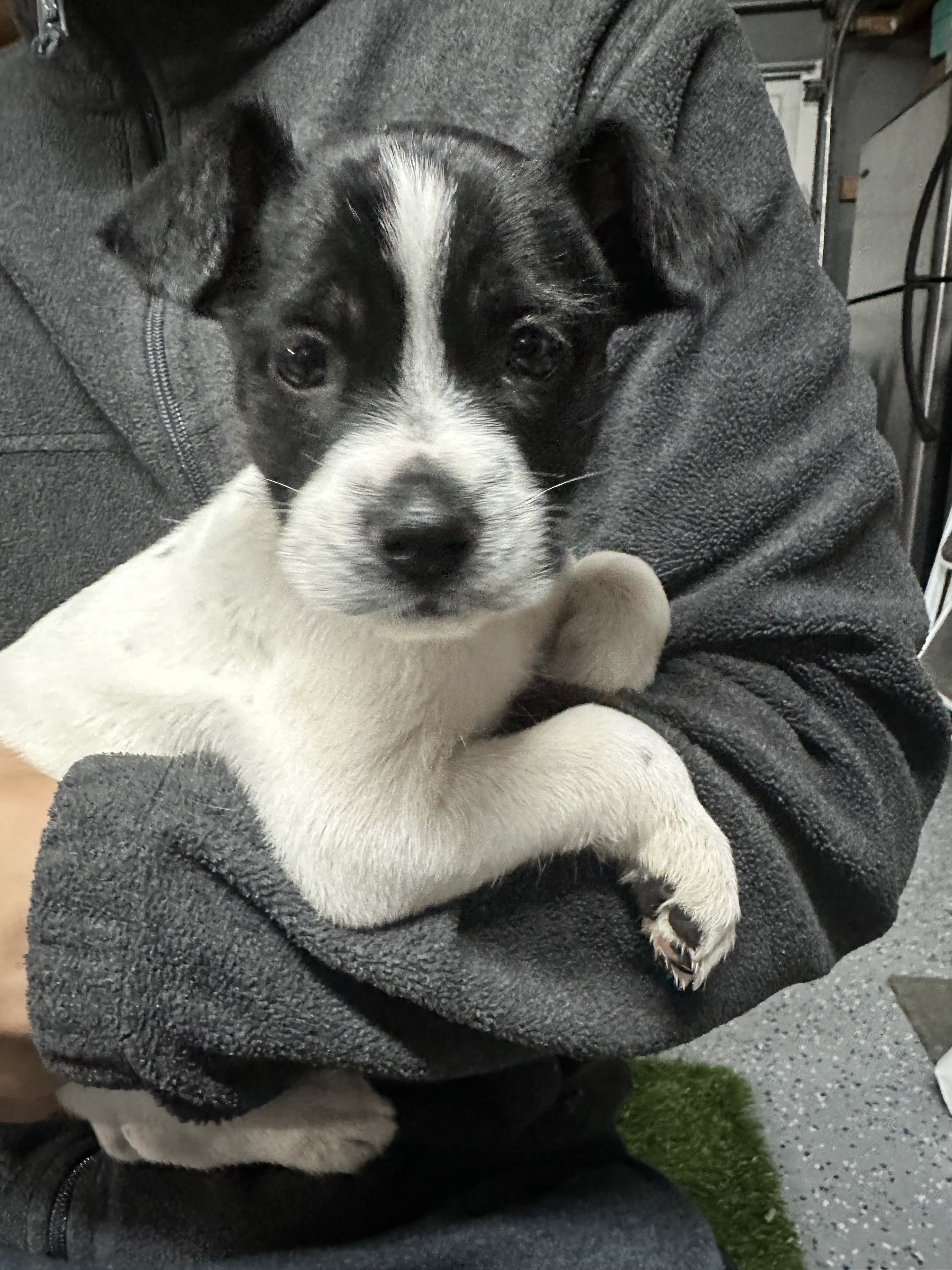 Enlarge Hope, a Adopted Terrier in Lodi, CA image 3/4