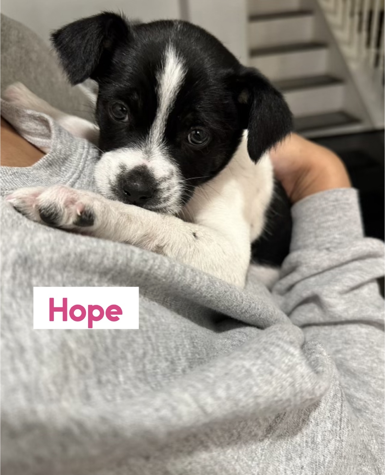 Enlarge Hope, a Adopted Terrier in Lodi, CA image 4/4