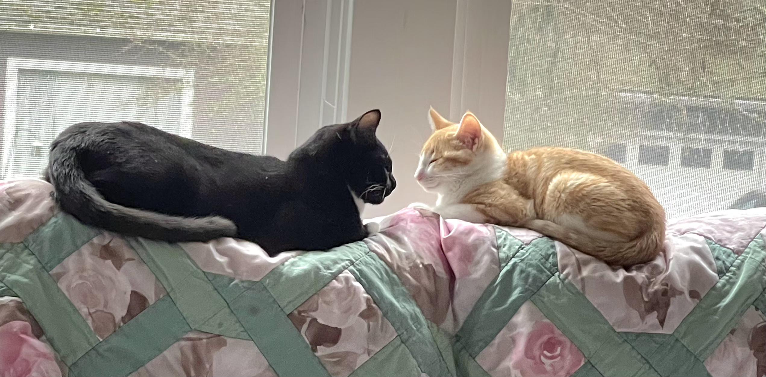 Enlarge Spike, an adopted Tabby in Springfield, OR image 3/5