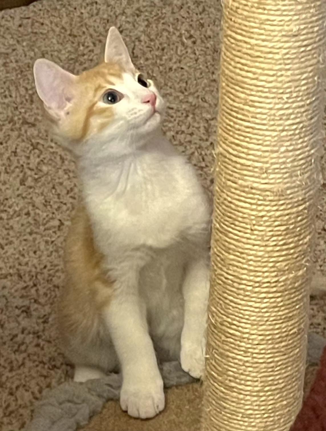 Enlarge Spike, an adopted Tabby in Springfield, OR image 5/5