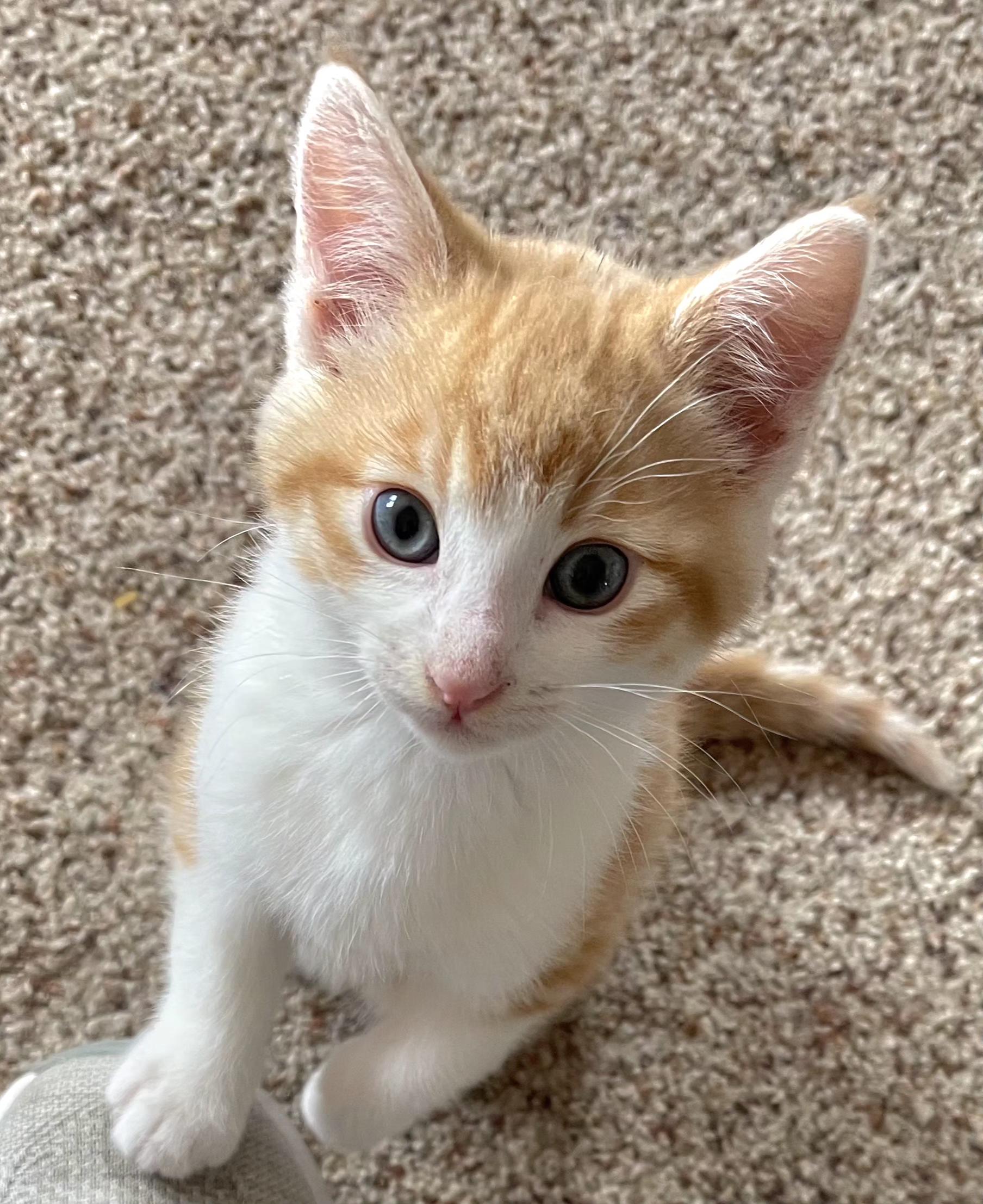 Enlarge Spike, an adopted Tabby in Springfield, OR image 1/5